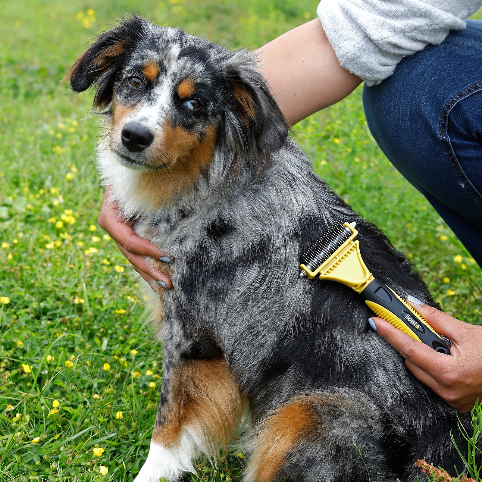 Brosses pour chiens pour le toilettage