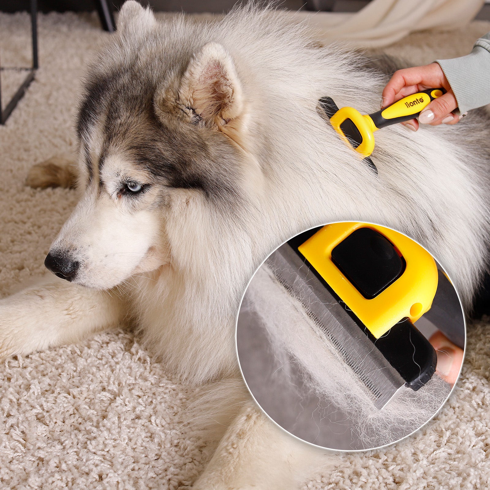 Brosses pour chiens pour le toilettage