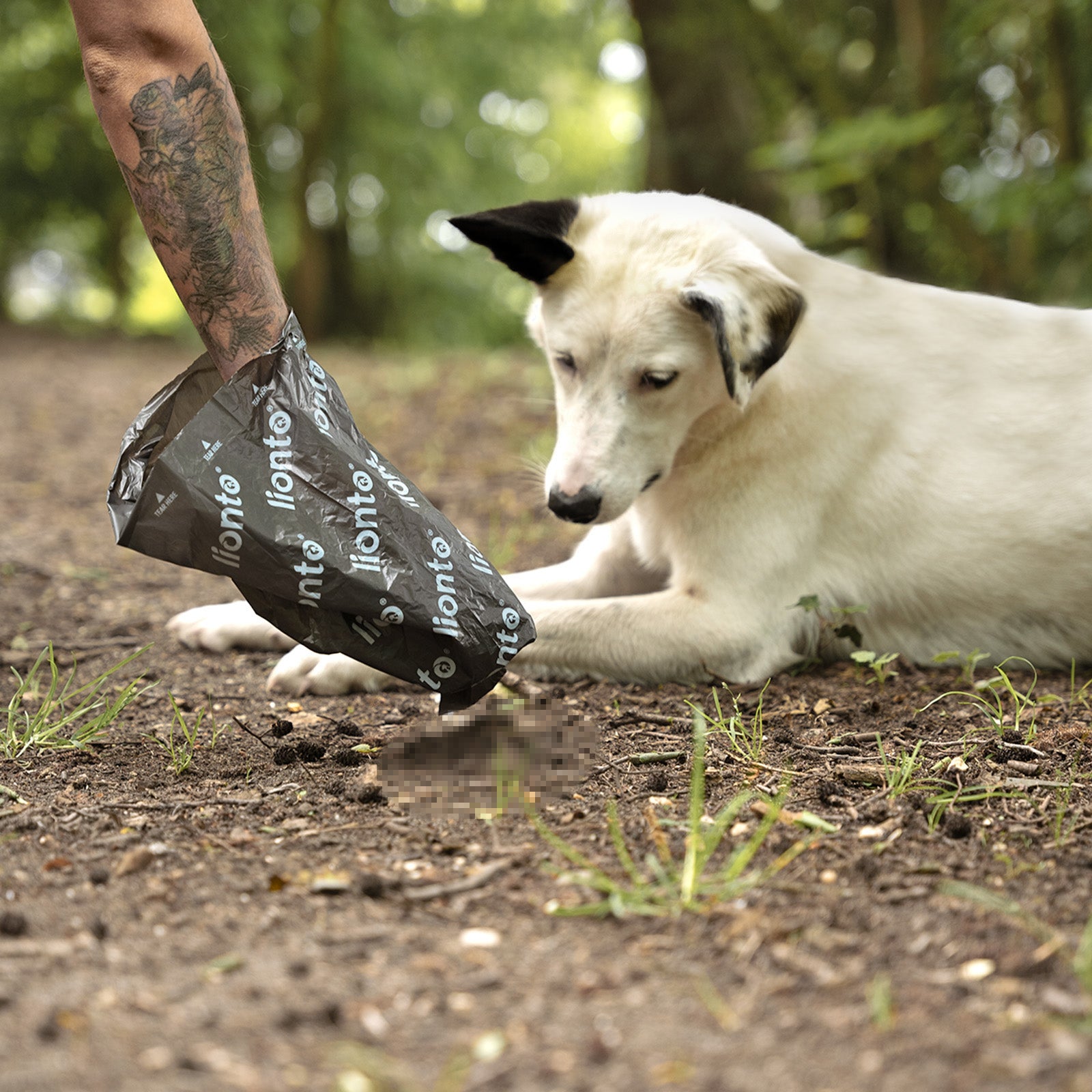 Frau hebt Hundekot mit Hilfe des Hundekotbeutels im Wald vor Hund auf