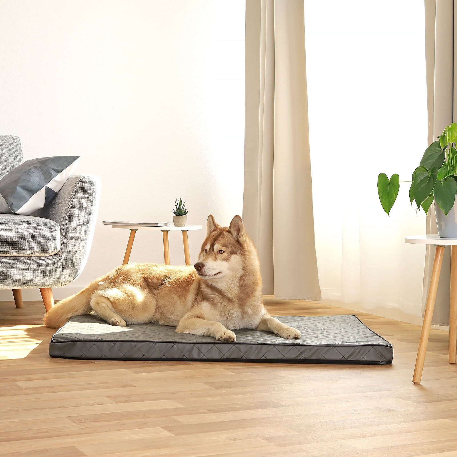 Tapis orthopédique pour chien