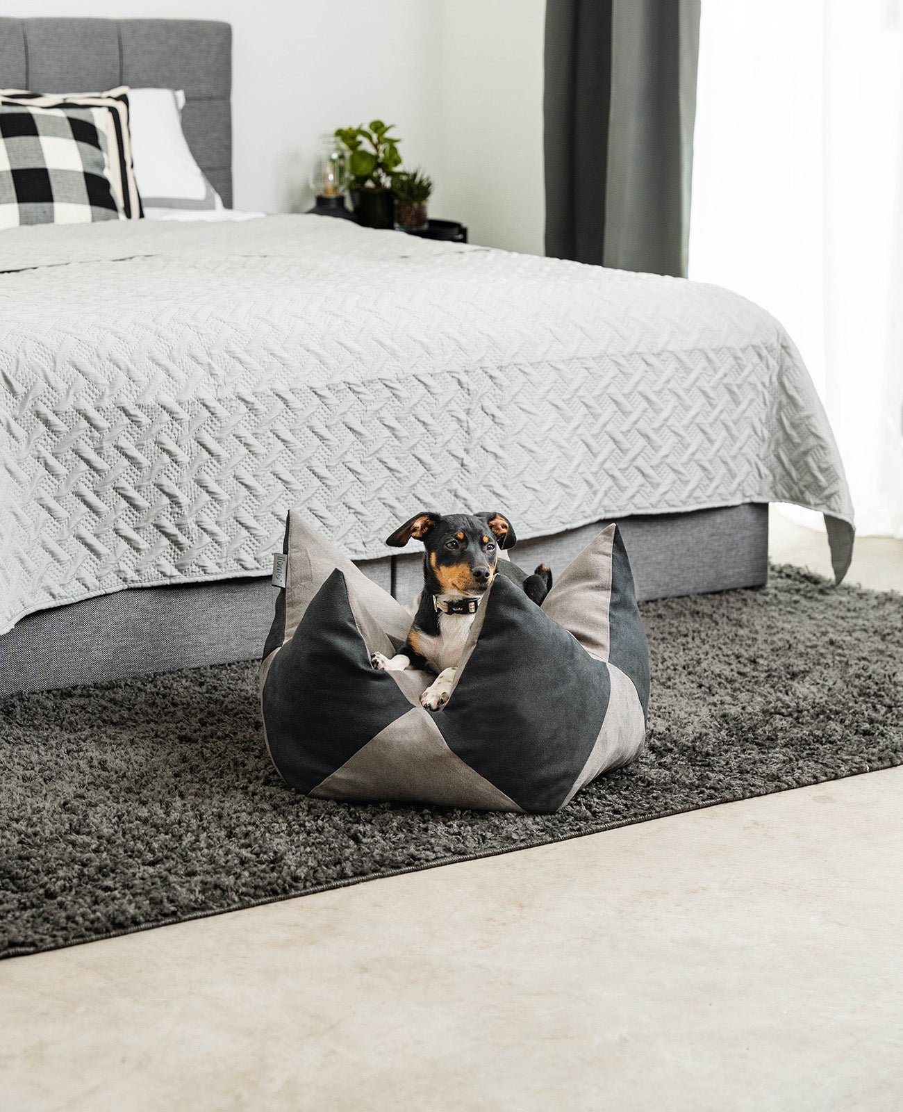 lionto Coussin Crown Coussin Star Lit pour chien, différentes versions