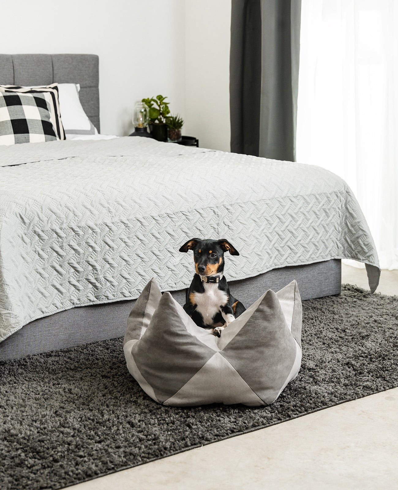 lionto Coussin Crown Coussin Star Lit pour chien, différentes versions