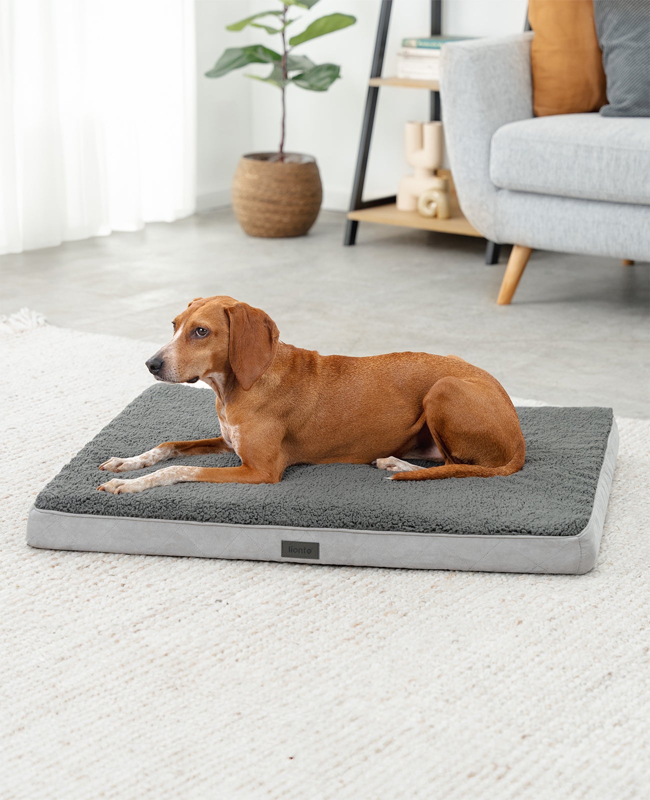 Lit orthopédique pour chien avec peluche