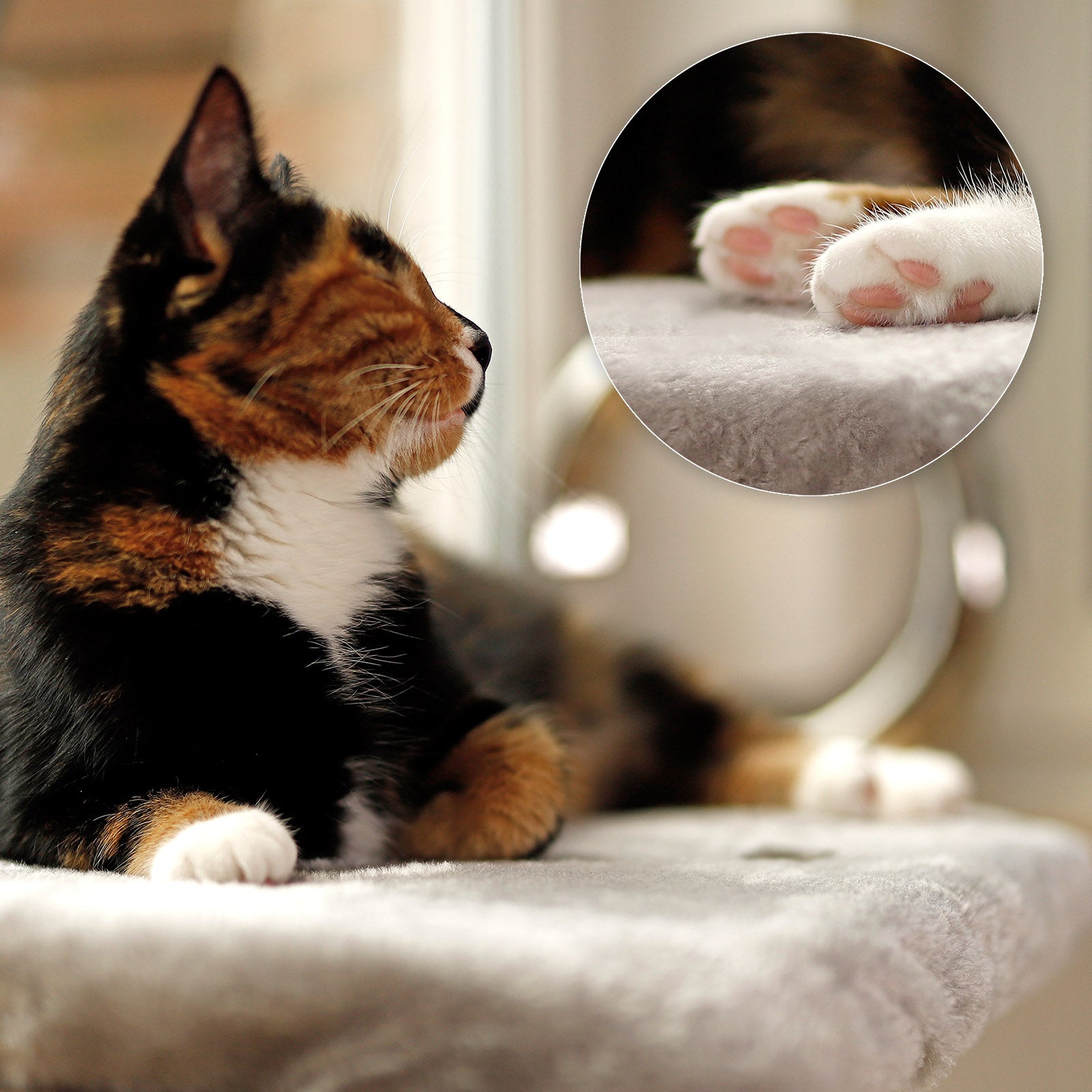 lionto Planche de repos pour rebord fenêtre couchette fenêtre chats couleurs diverses