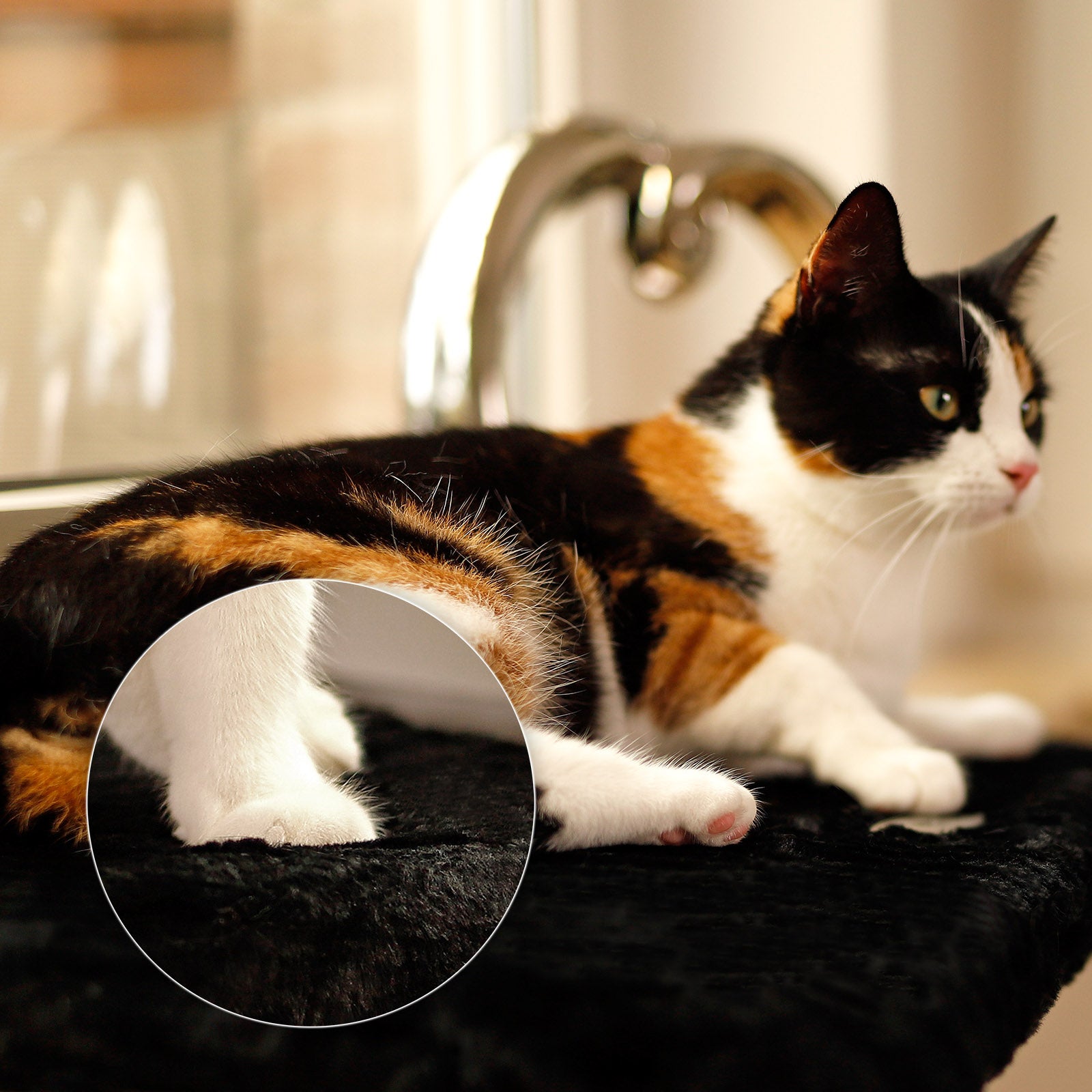 lionto Planche de repos pour rebord fenêtre couchette fenêtre chats couleurs diverses