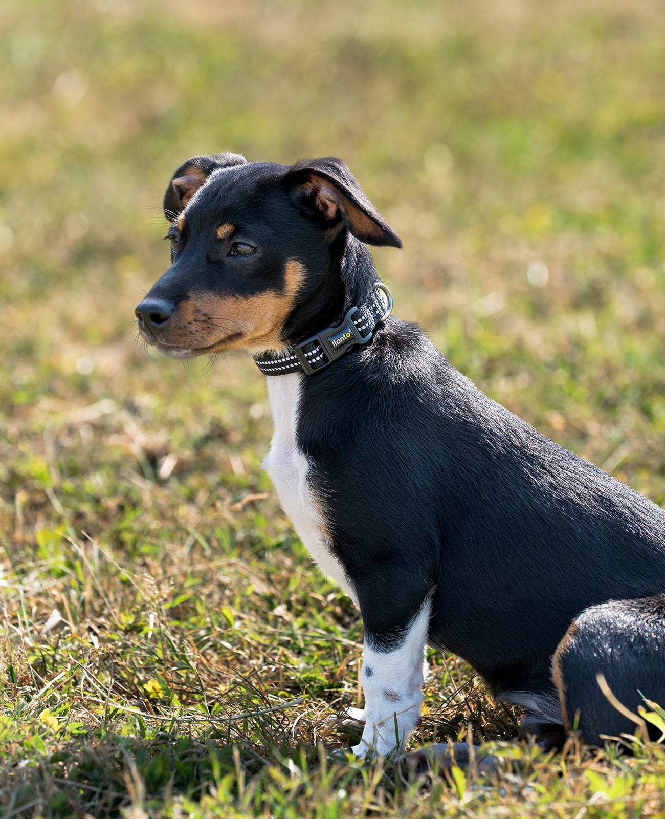 lionto Collier de chien réfléchissant en nylon rembourré, tailles & couleurs