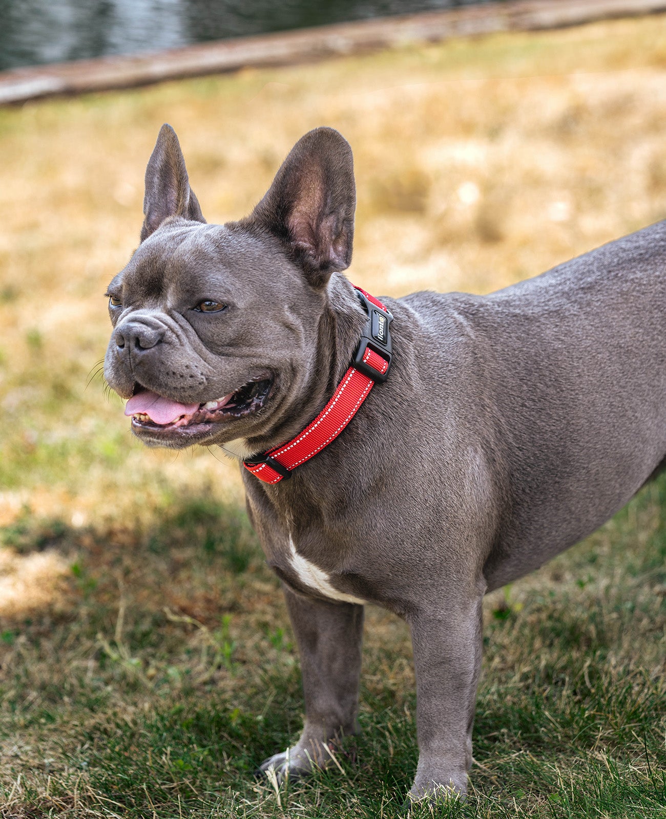 lionto Collier de chien réfléchissant en nylon rembourré, tailles & couleurs