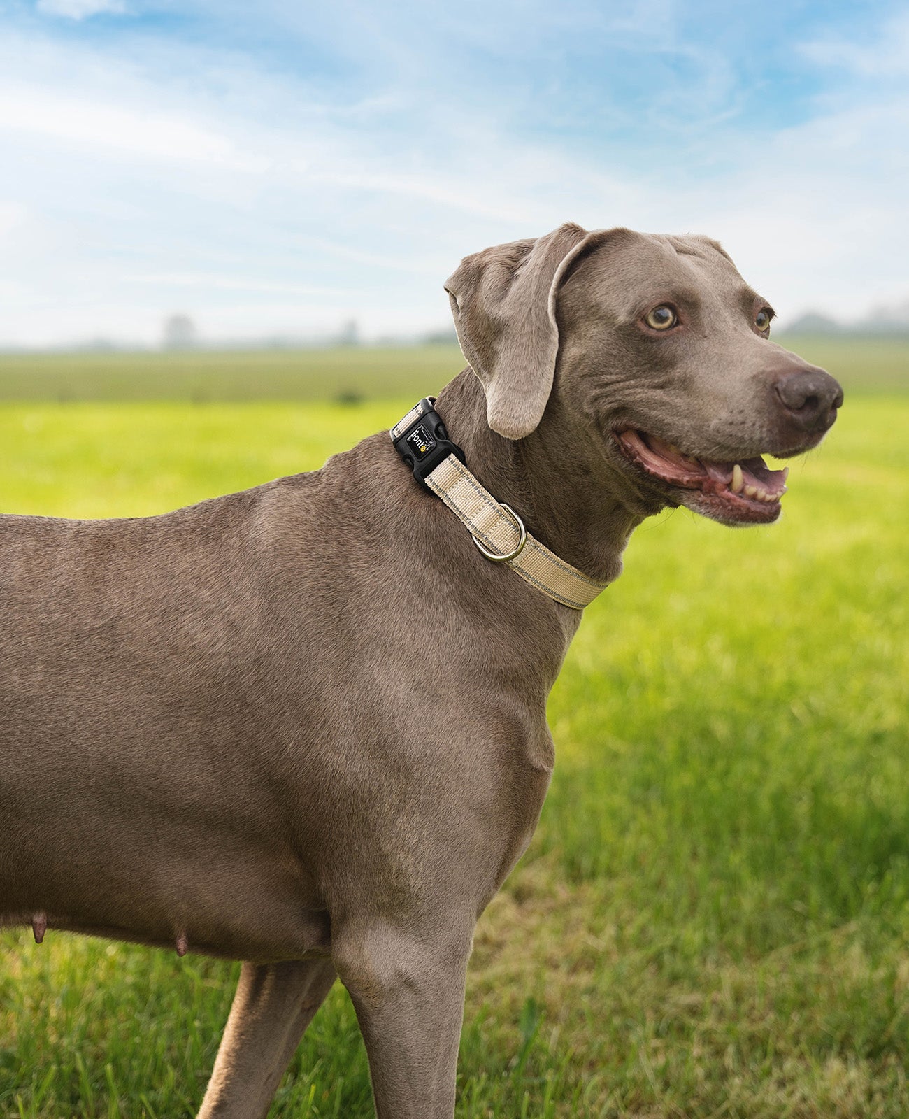 lionto Collier de chien réfléchissant en nylon rembourré, tailles & couleurs