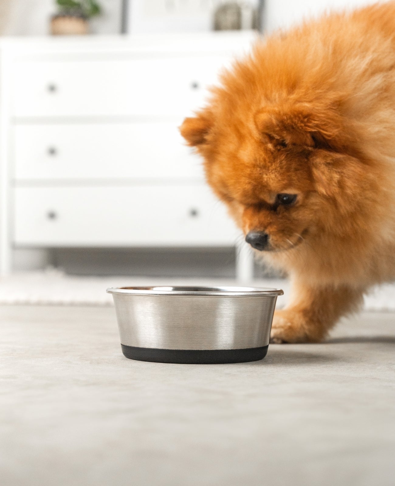 Gamelle pour chien antidérapante en acier inoxydable, différentes tailles