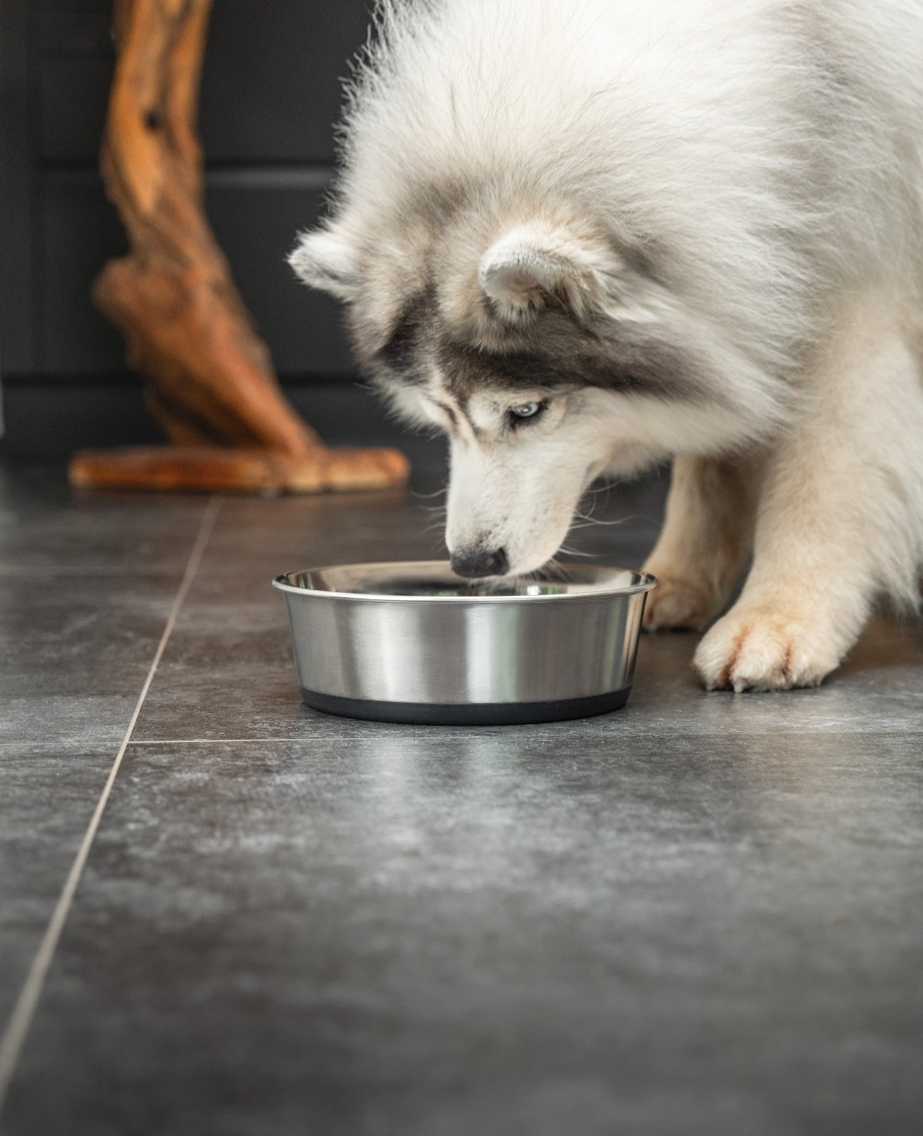 lionto Gamelle en inox, antidérapante, Bol à eau pour chien & chat