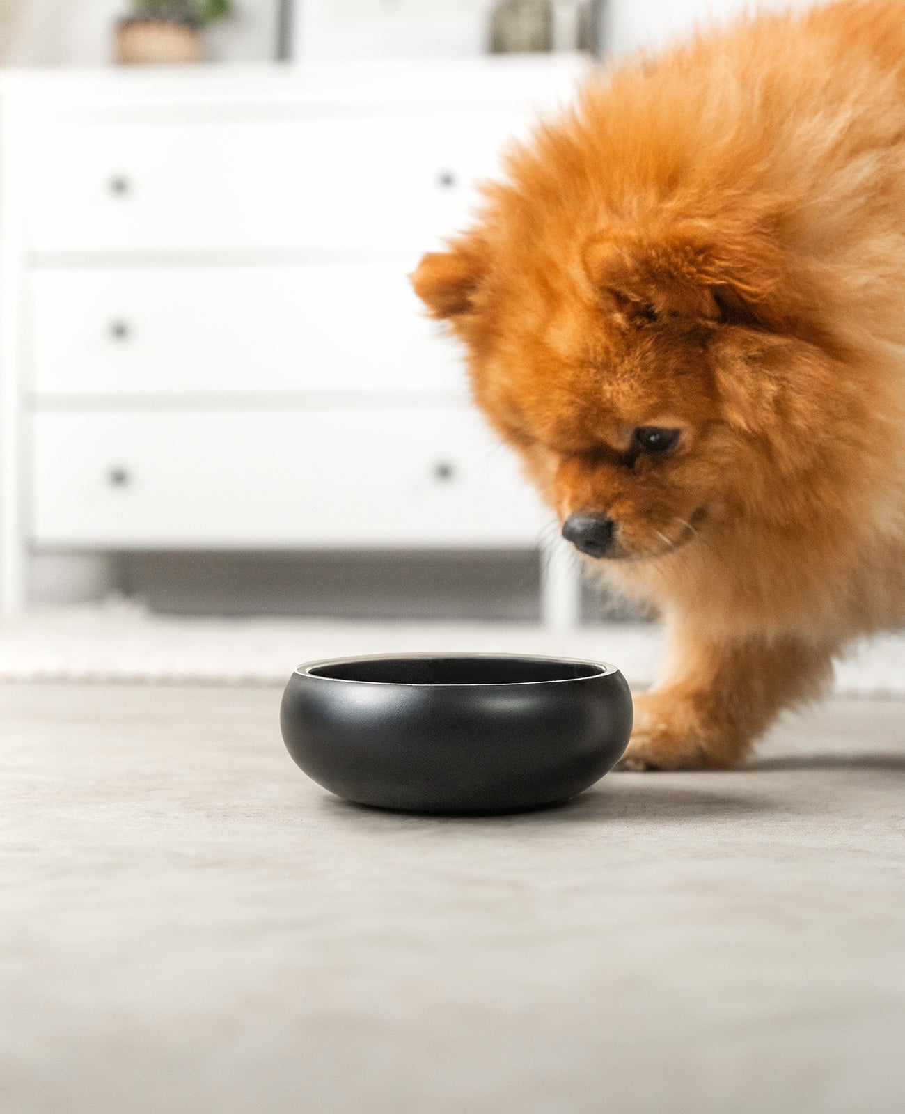 Gamelle incurvée antidérapante en acier inoxydable pour chien, noire, différentes tailles