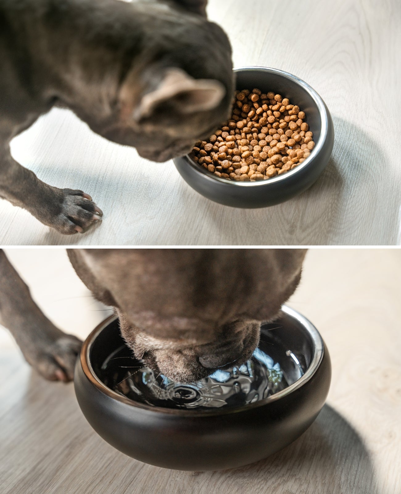lionto Gamelle pour chien en acier inox, courbée, antidérapante, noir