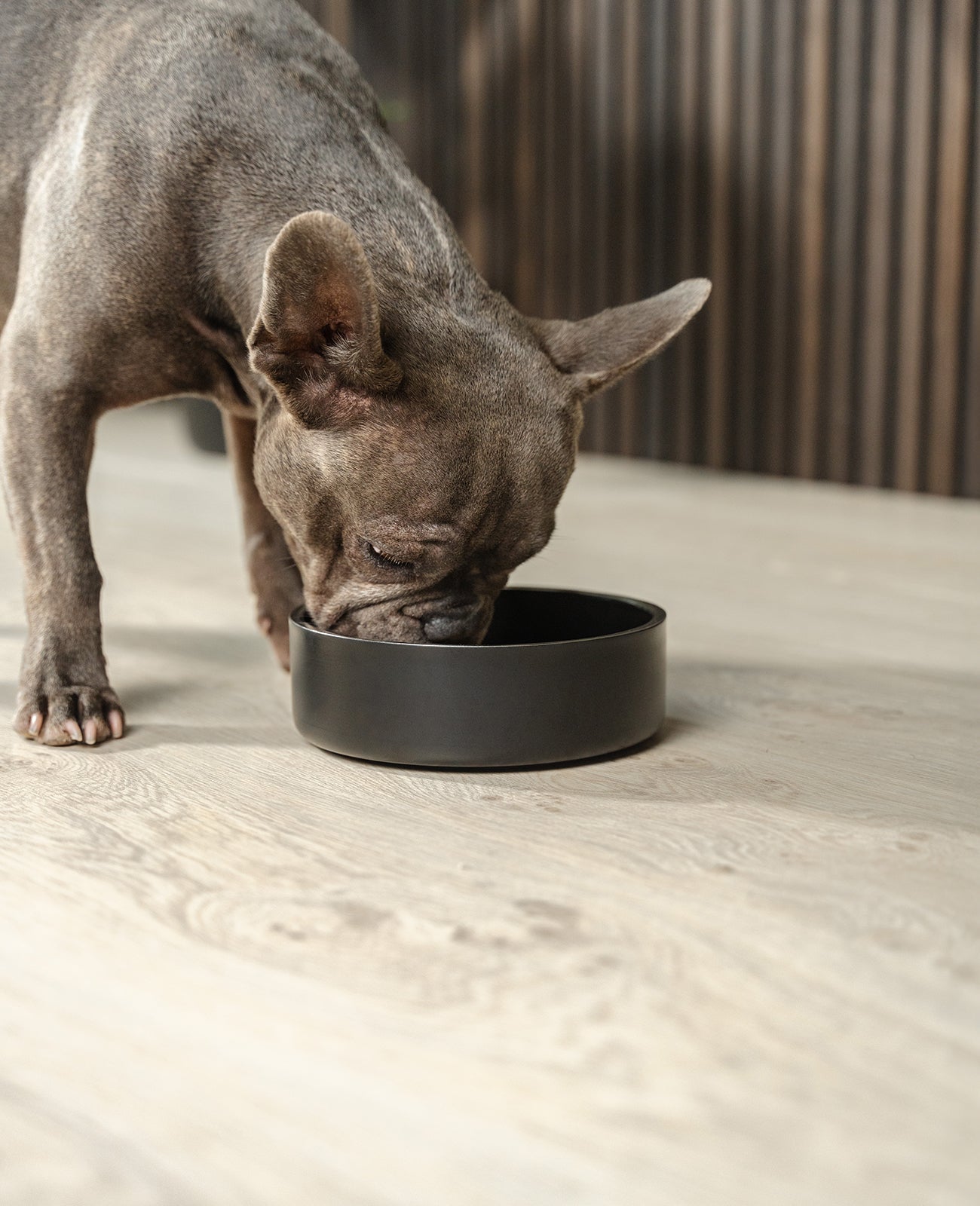 Gamelle pour chien antidérapante en acier inoxydable, noire, différentes tailles