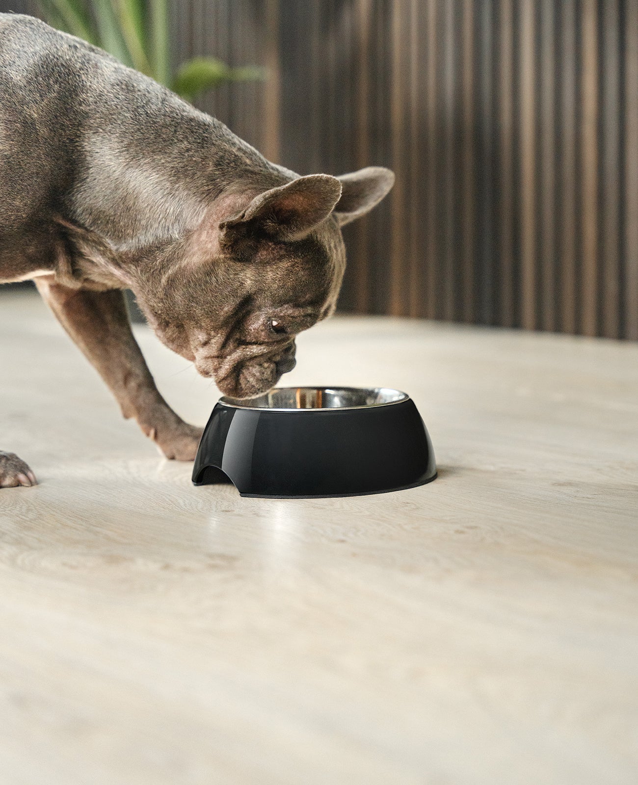 lionto Gamelle en mélamine, antidérapant, pour chien et chat, multiples versions