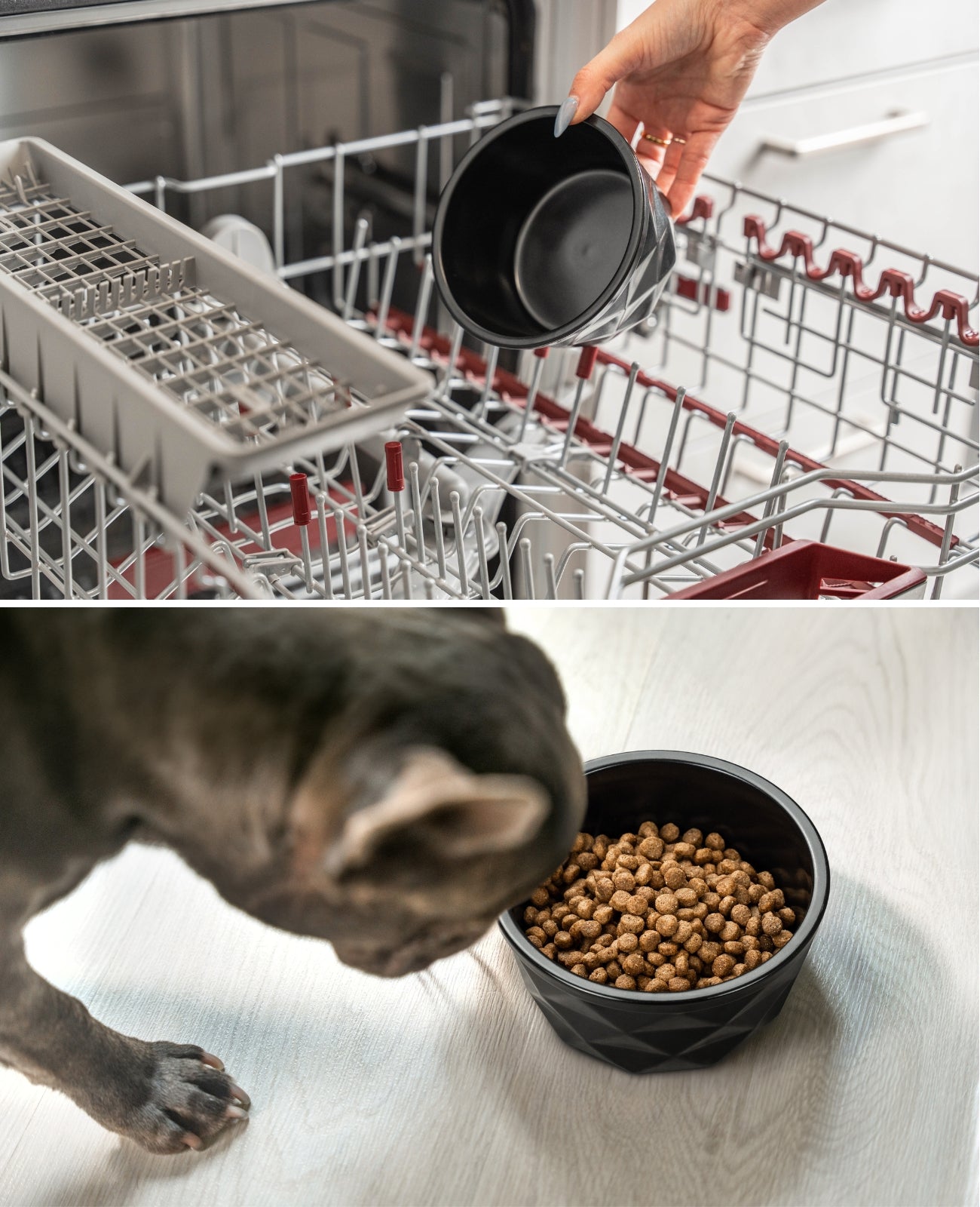 Gamelle en céramique pour chien