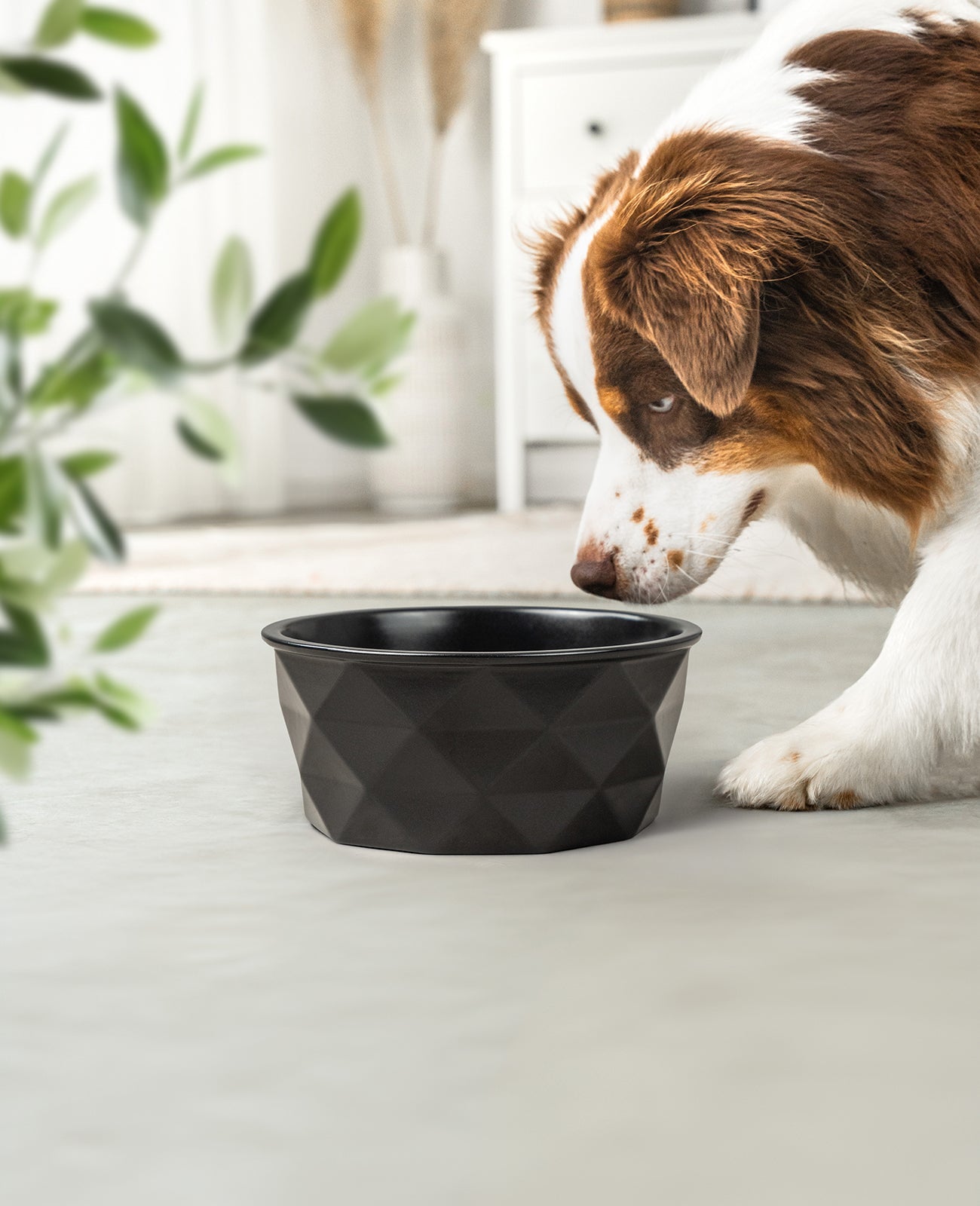 Gamelle en céramique pour chien