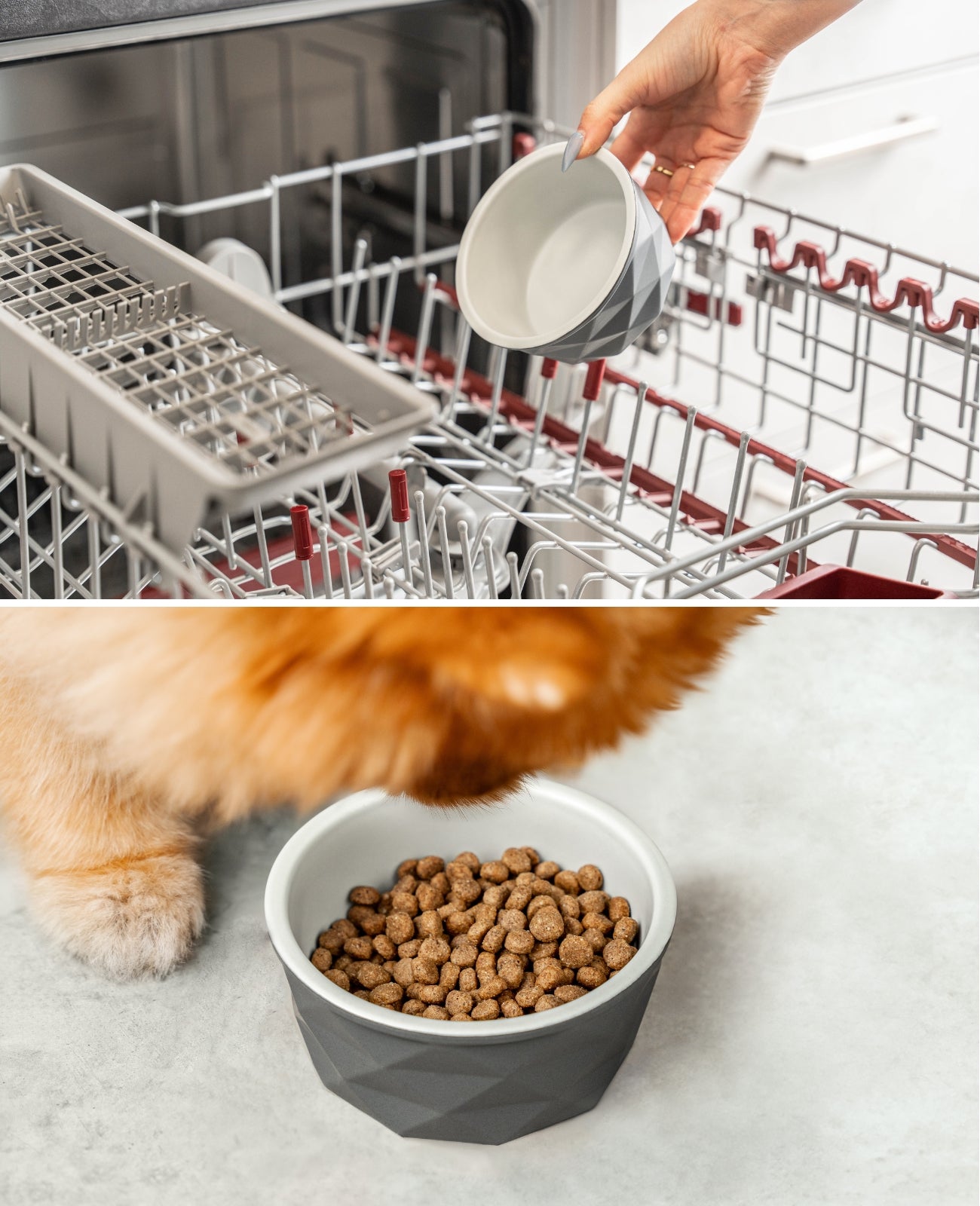 Gamelle en céramique pour chien