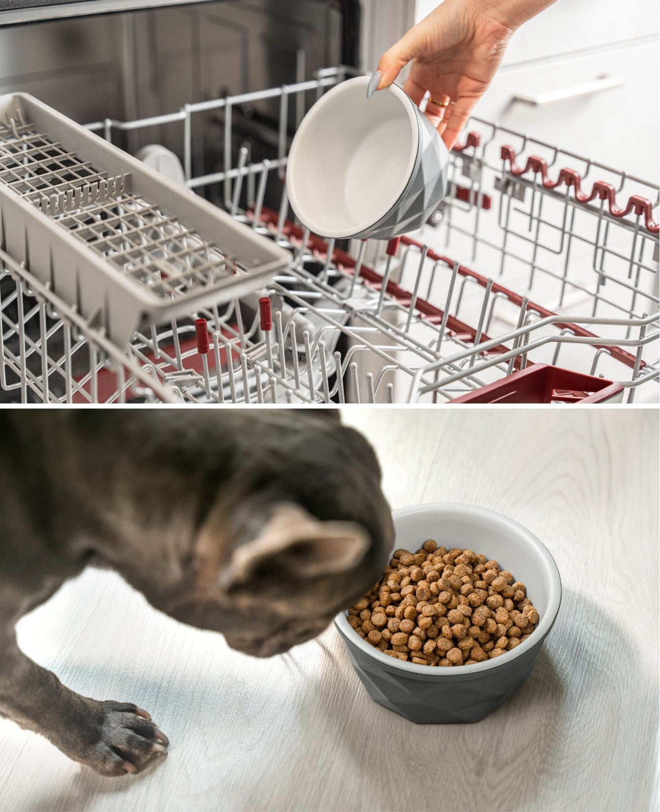 Gamelle en céramique pour chien