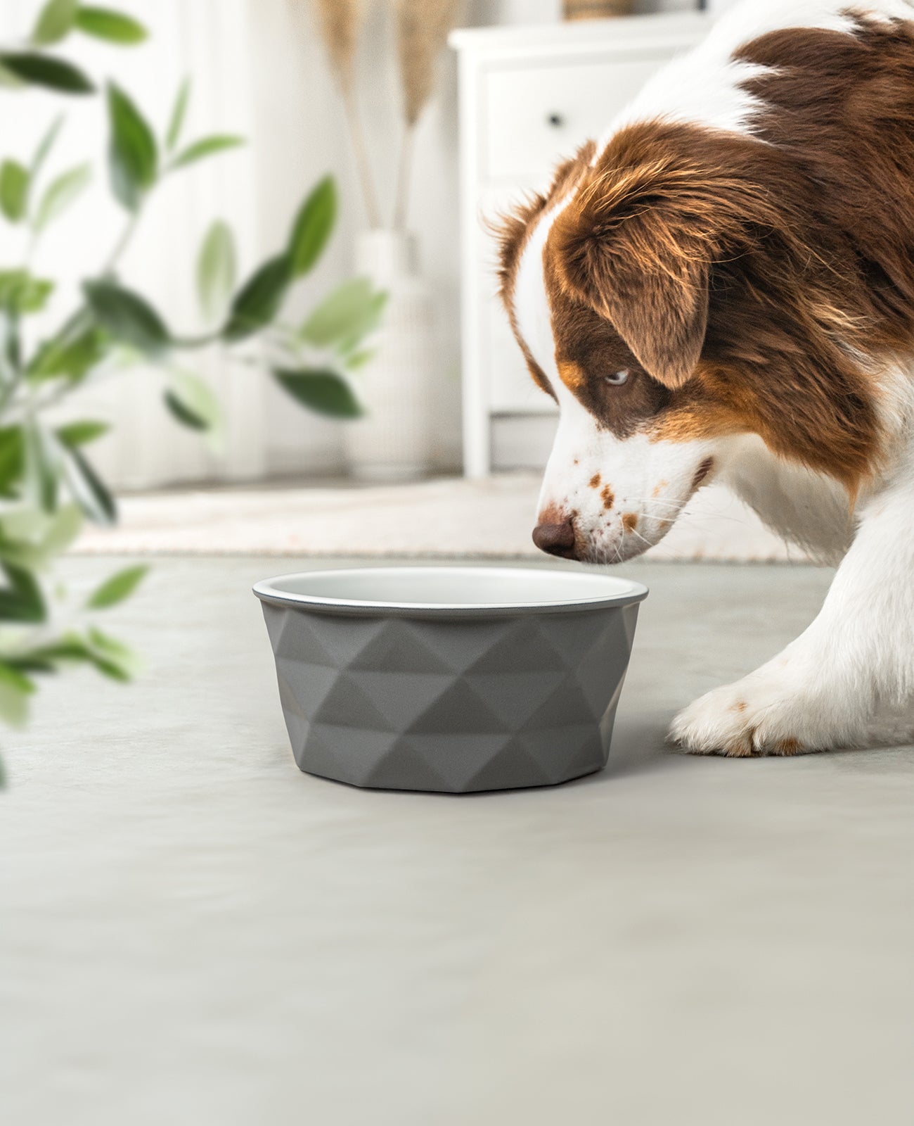 Gamelle en céramique pour chien