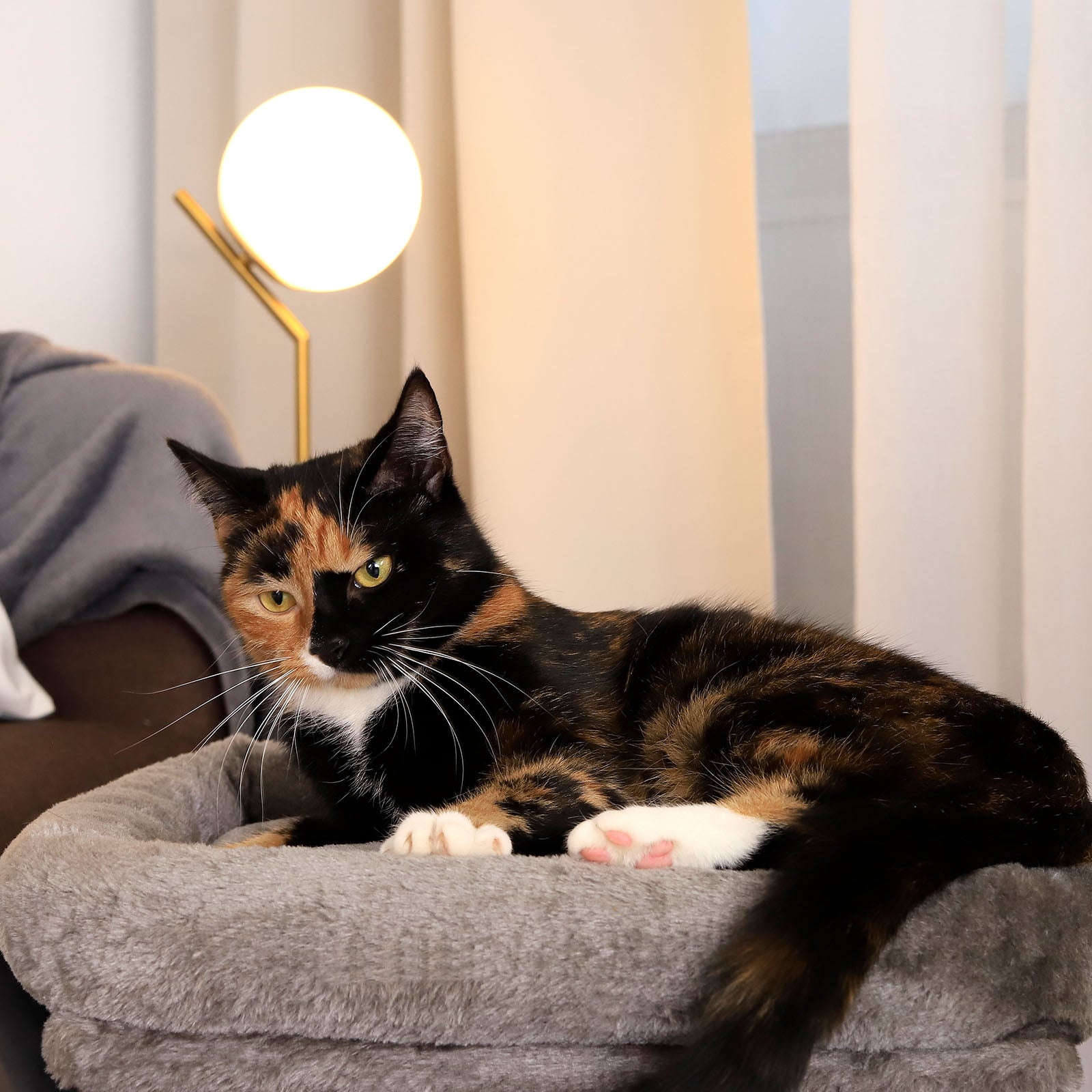 Arbre à chat hauteur 50 cm