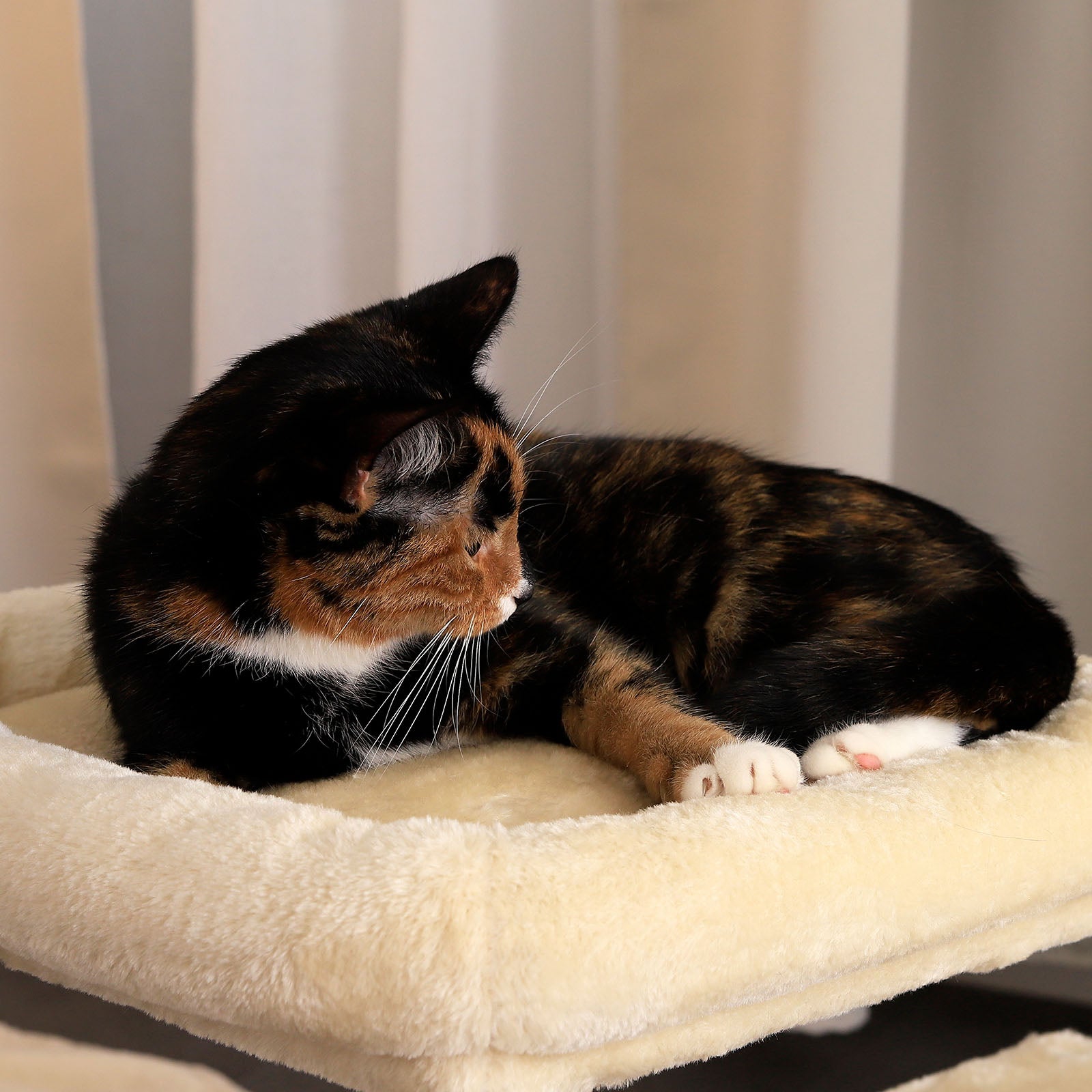 Arbre à chat hauteur 50 cm