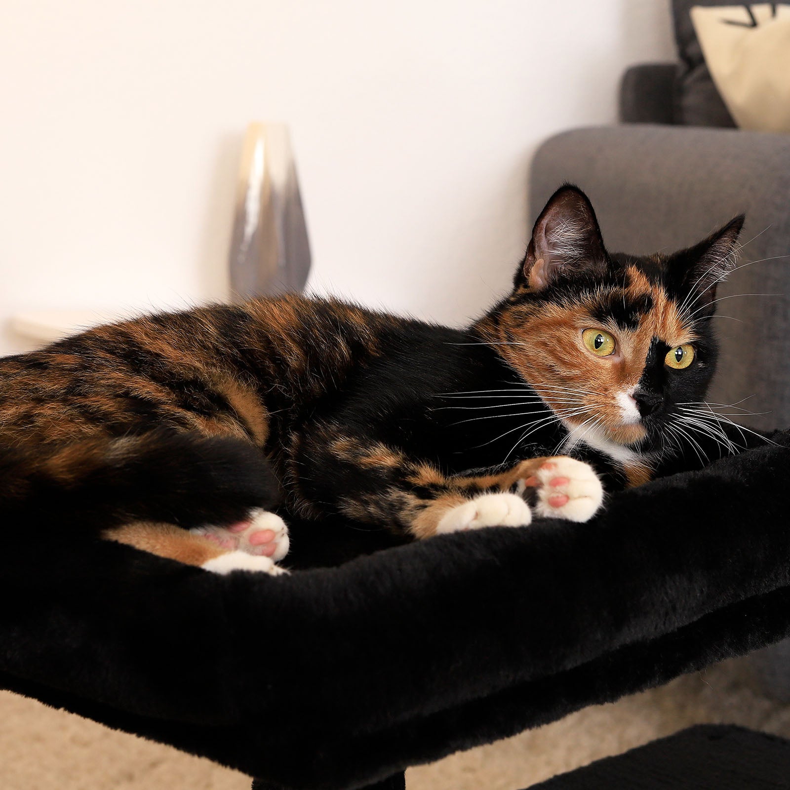 Arbre à chat hauteur 50 cm