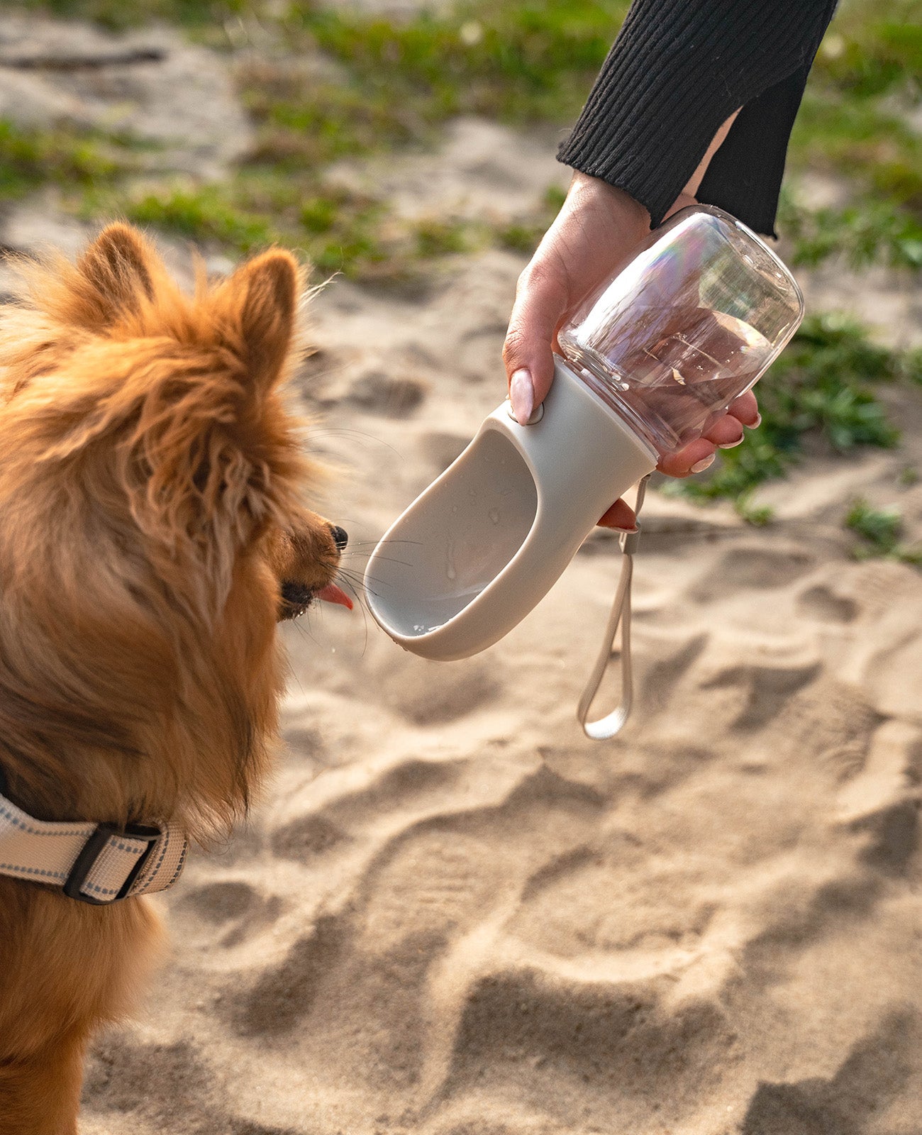 Frau gibt Zwergspitz Wasser aus Hundetrinkflasche