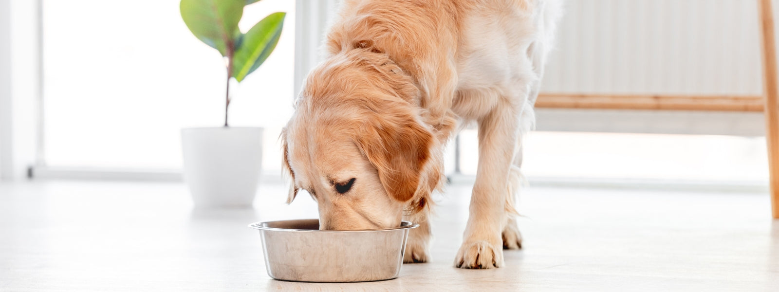 Hund frisst aus Edelstahlnapf