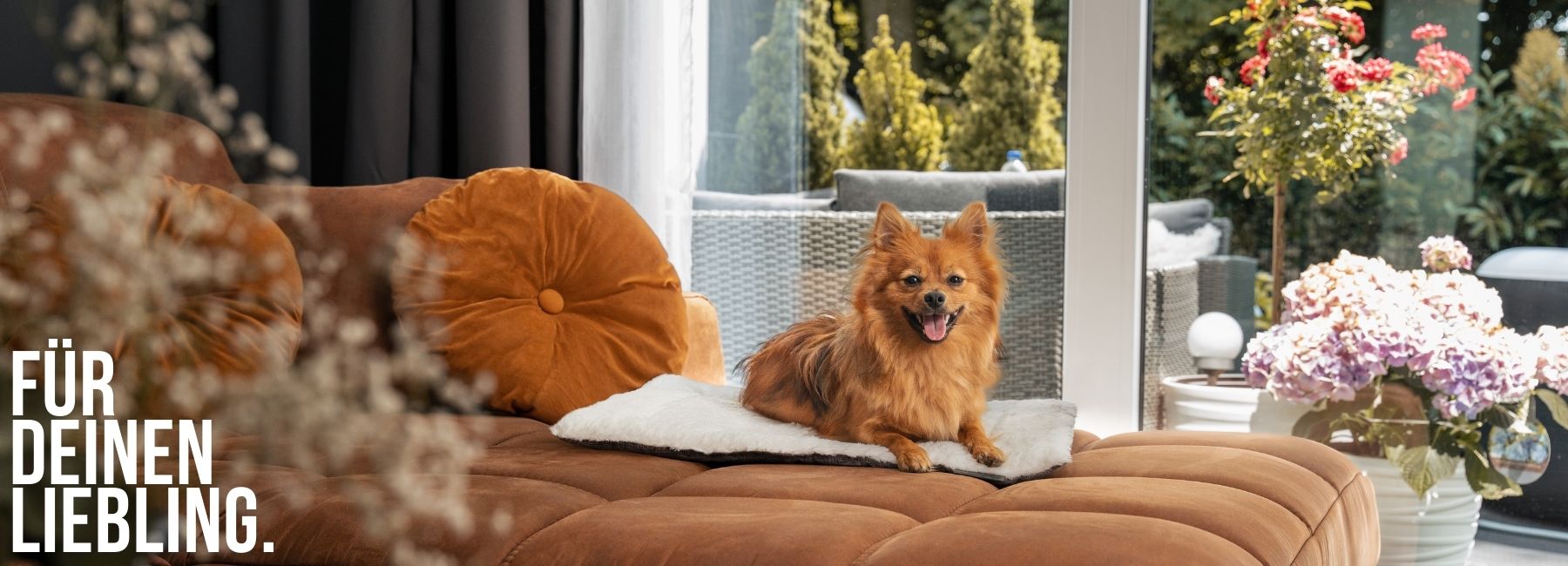 Hund liegt auf Wendedecke auf dem Sofa