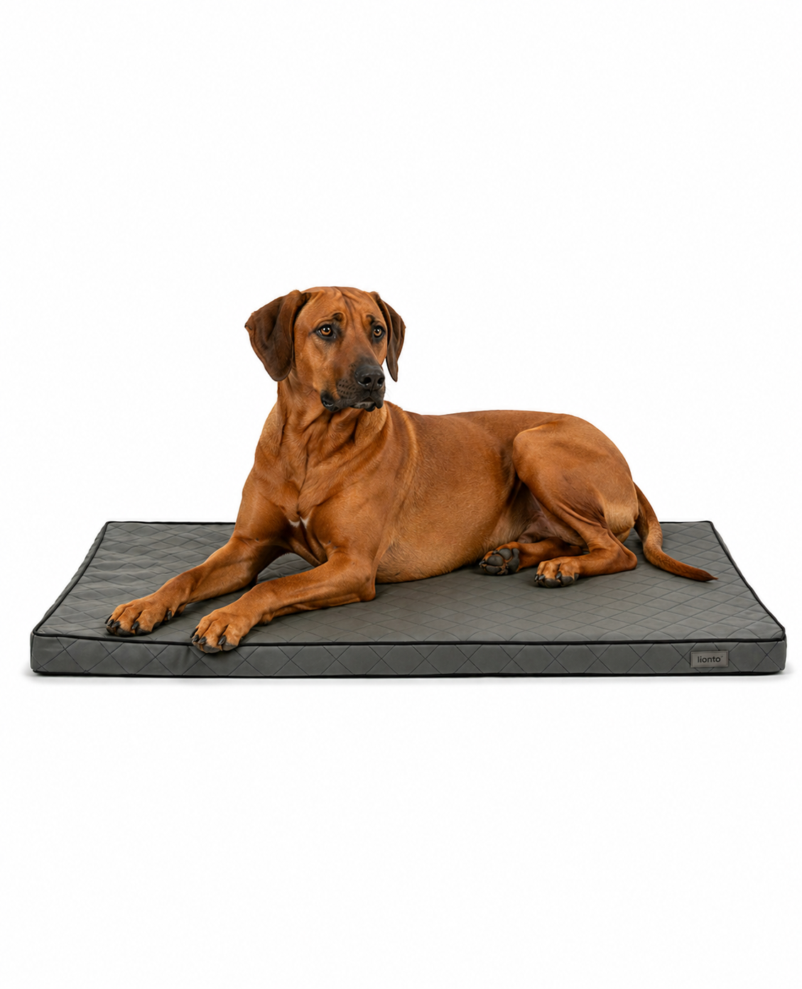 lionto Tapis orthopédique pour chien Lit pour chien en cuir synthétique mousse, différentes tailles