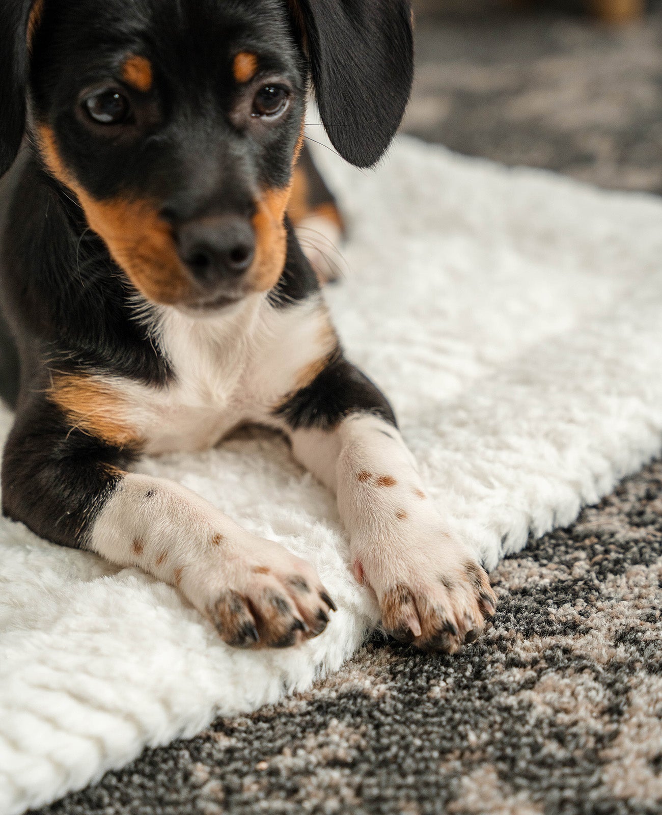 Couverture réversible pour chiens