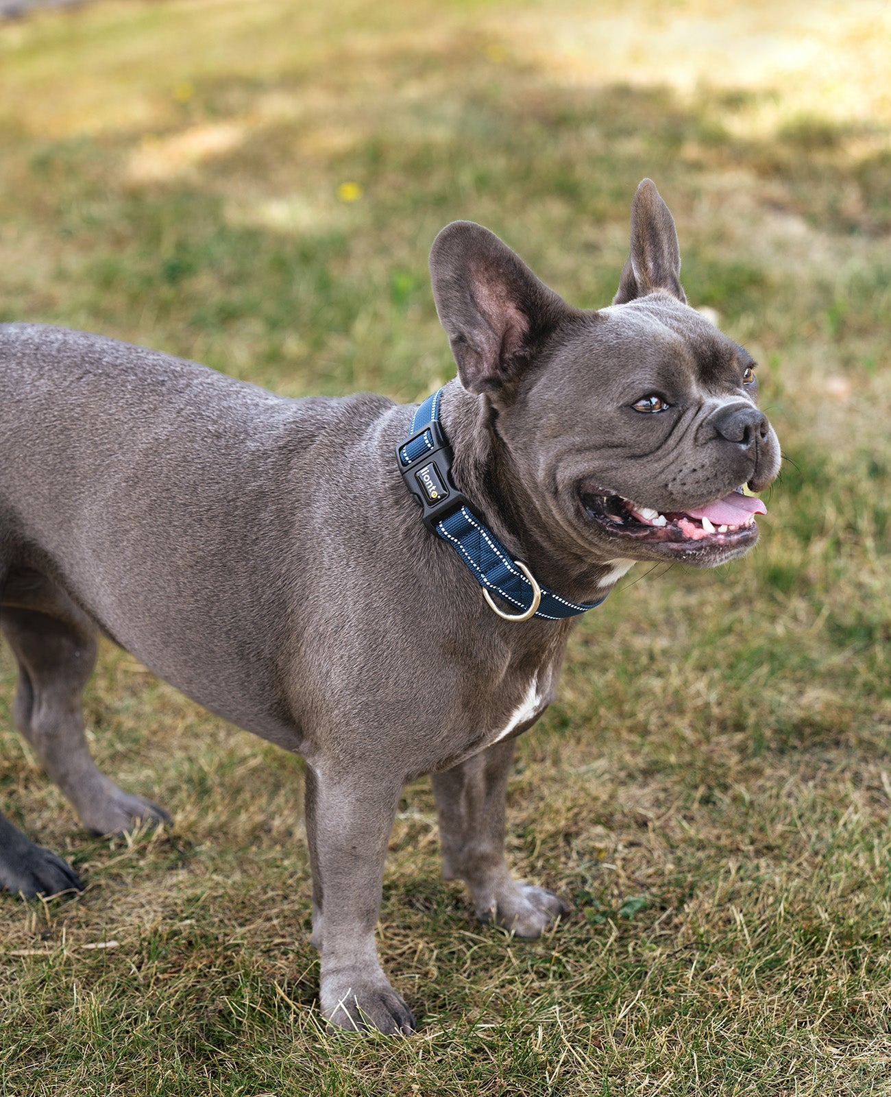 lionto Collier de chien réfléchissant en nylon rembourré, tailles & couleurs