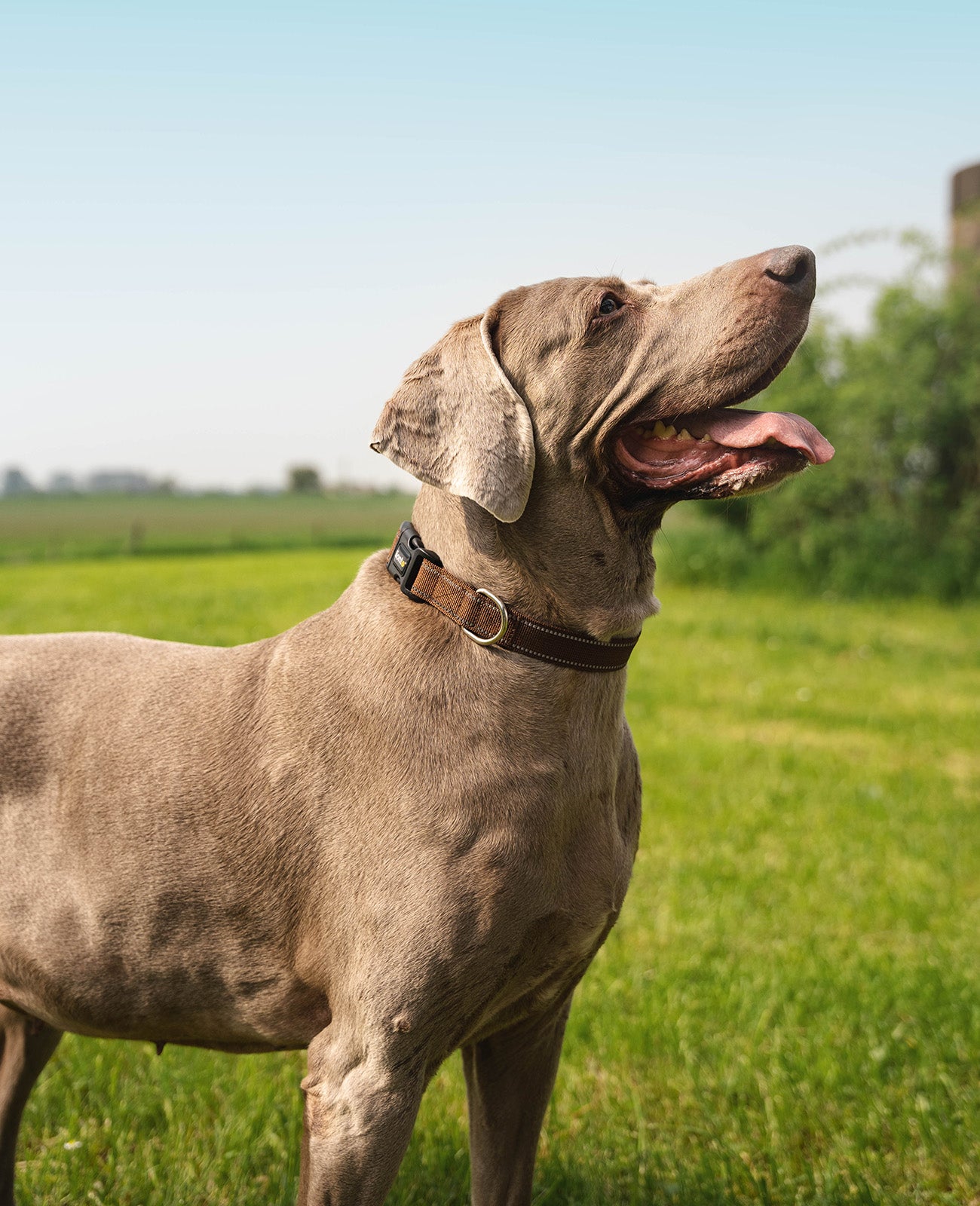 lionto Collier de chien réfléchissant en nylon rembourré, tailles & couleurs