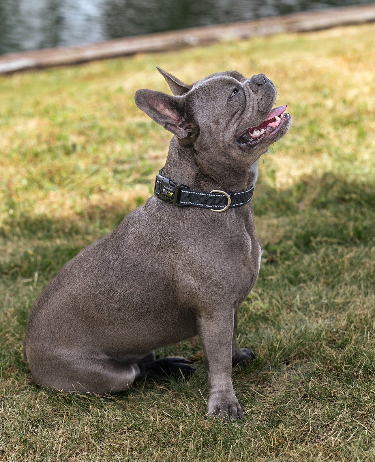 Collier pour chien rembourré, personnalisé