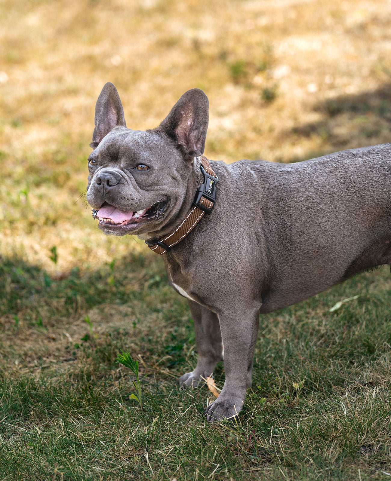 Collier pour chien rembourré, personnalisé