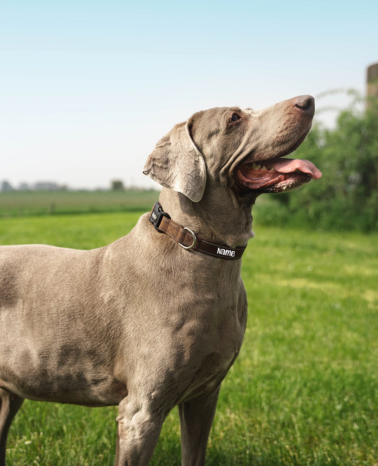 Collier pour chien rembourré, personnalisé