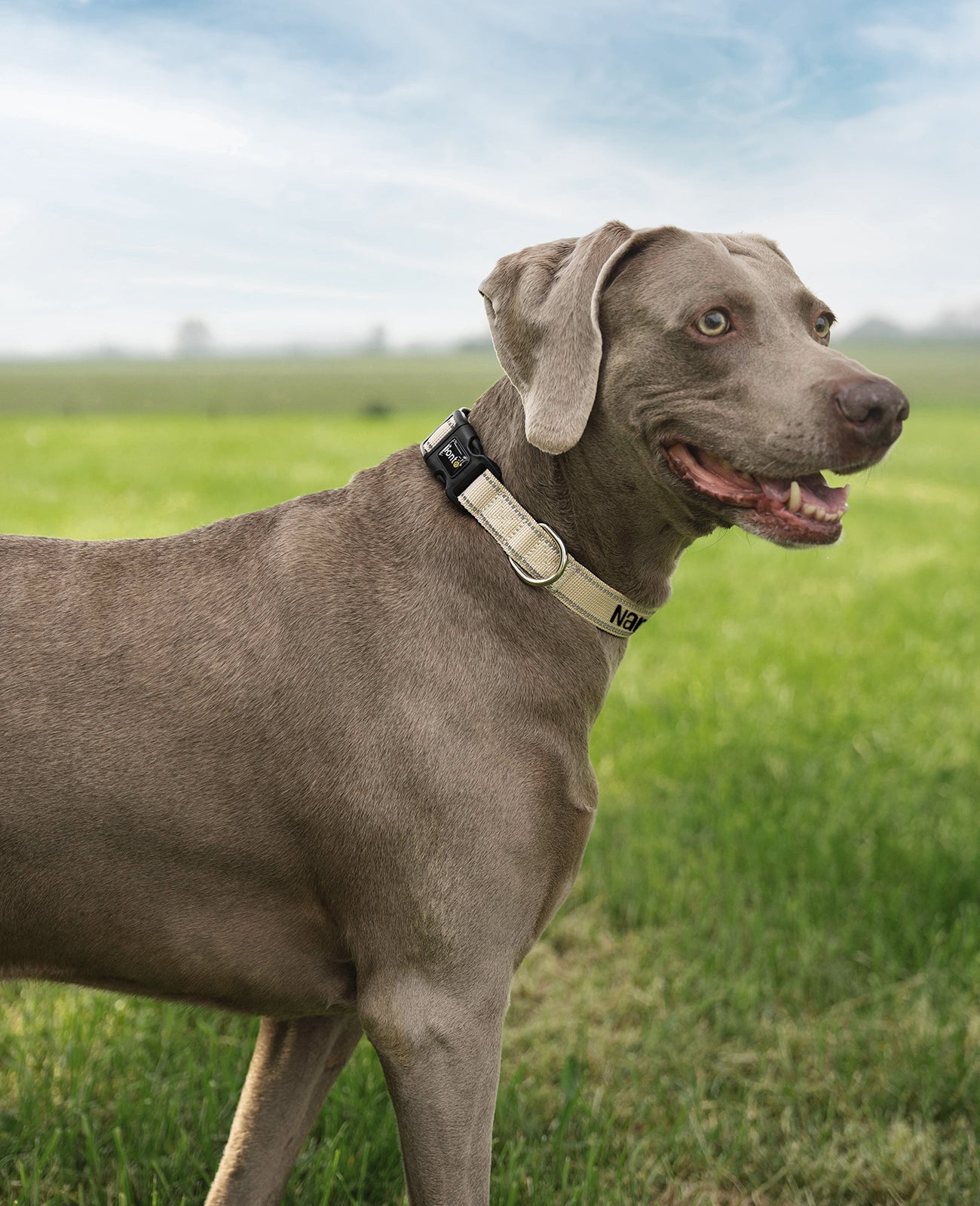 Collier pour chien rembourré, personnalisé