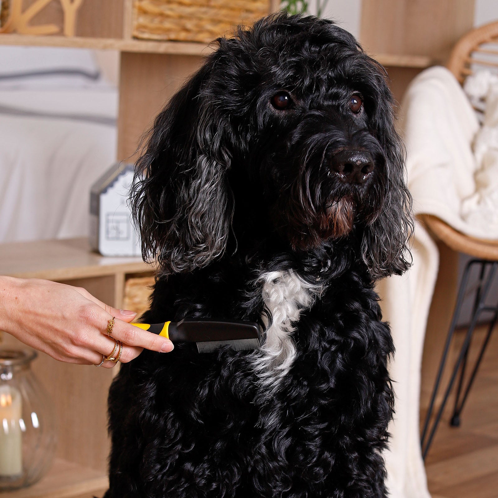 Brosses pour chiens pour le toilettage