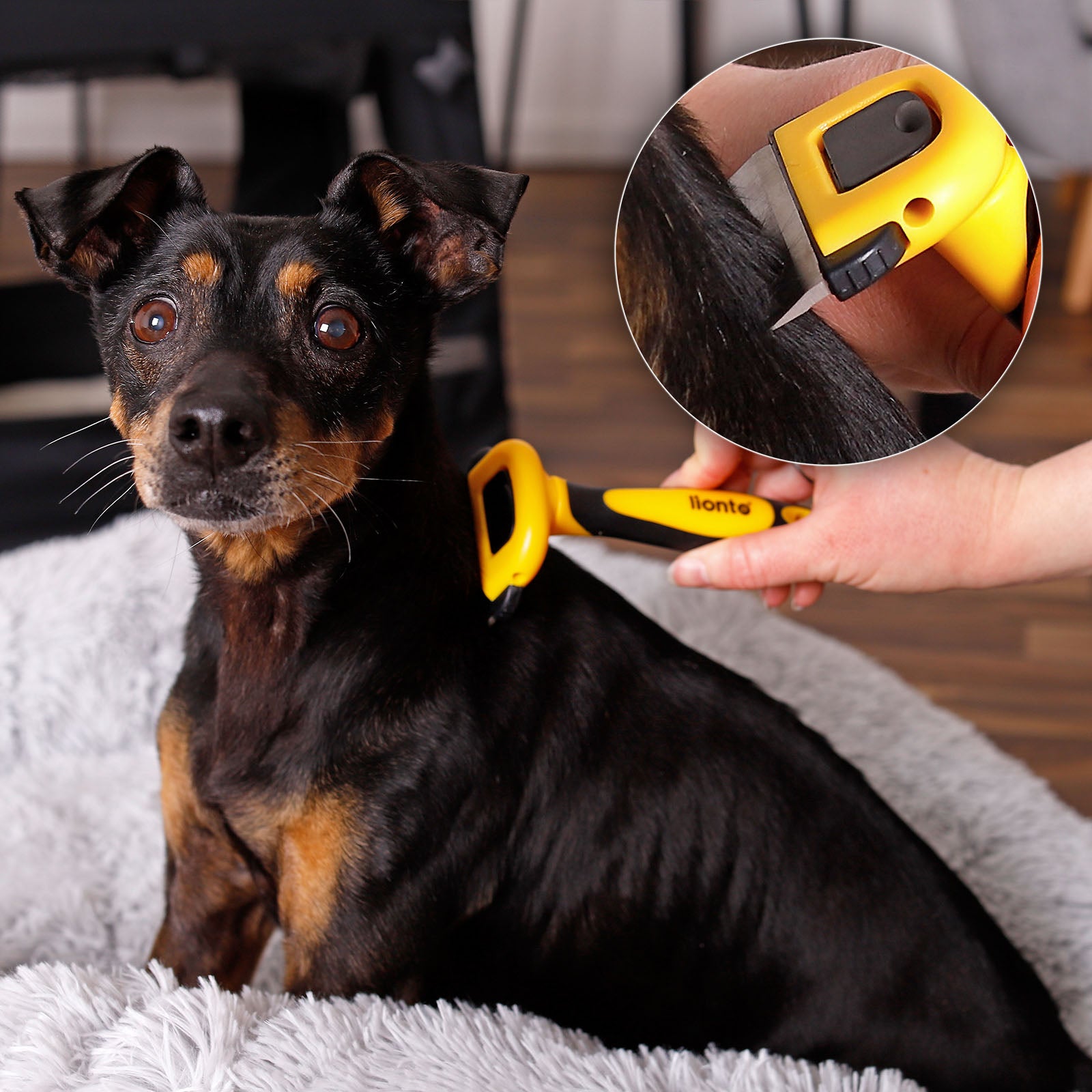 Brosses pour chiens pour le toilettage
