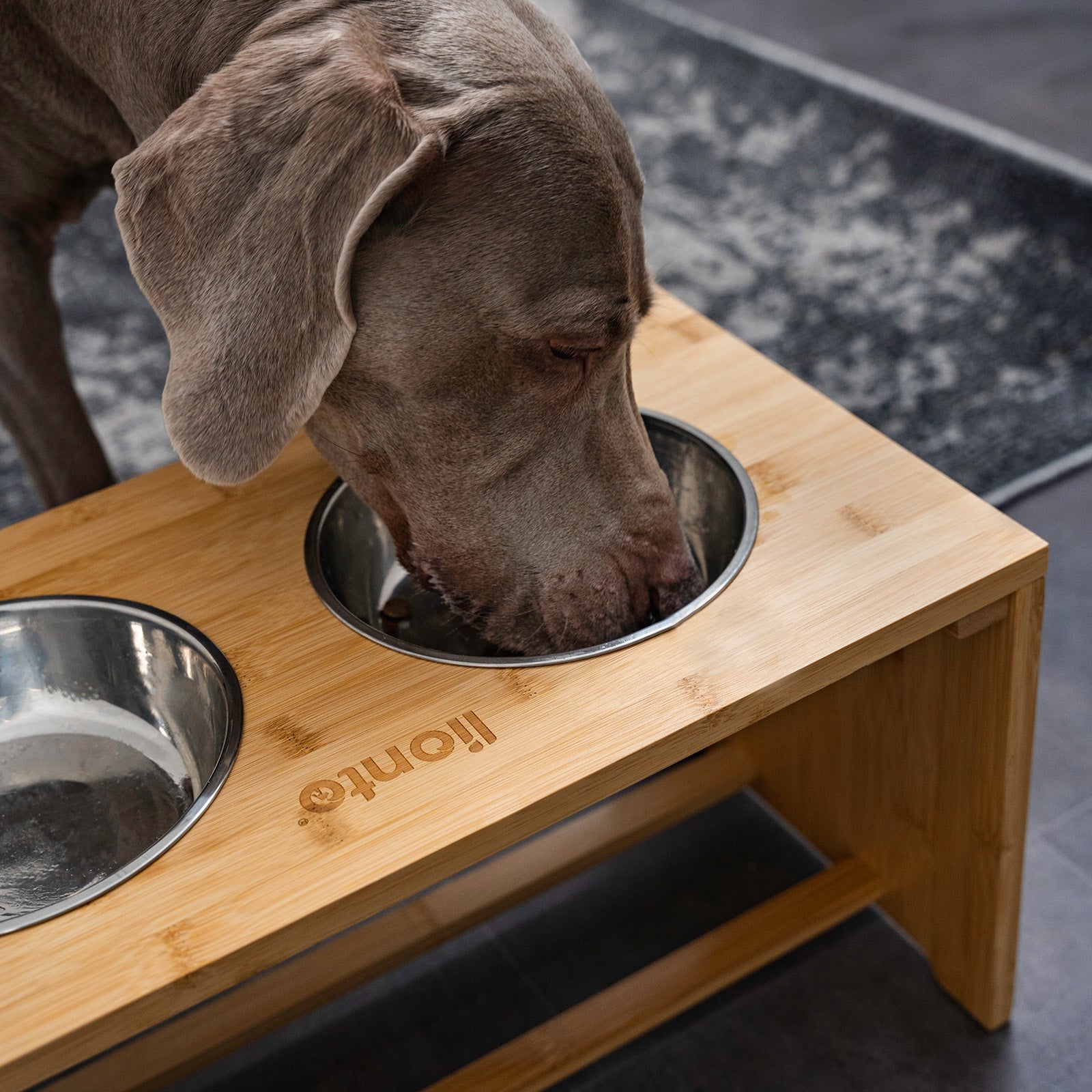 Dogge frisst aus Edelstahlnapf in erhöhtem Bambusgestell