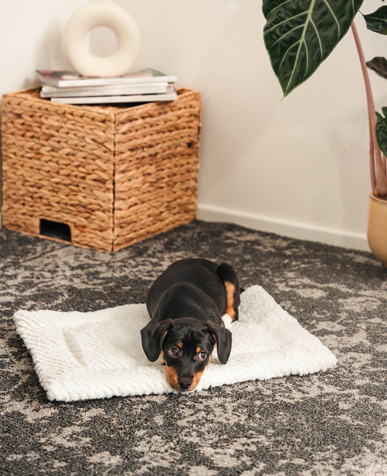 lionto Couverture réversible pour animaux Couverture lavable pour chiens & chats