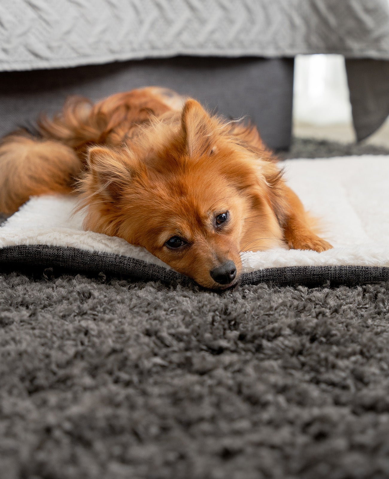 lionto Couverture réversible pour animaux Couverture lavable pour chiens & chats