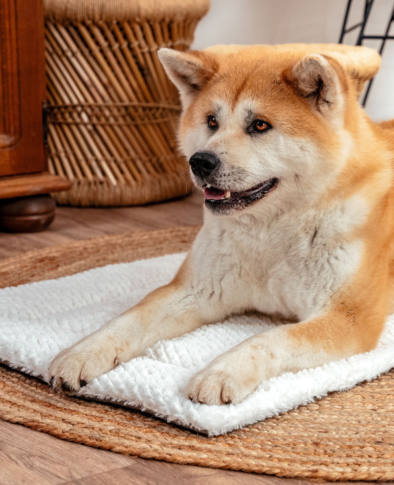 lionto Couverture réversible pour animaux Couverture lavable pour chiens & chats