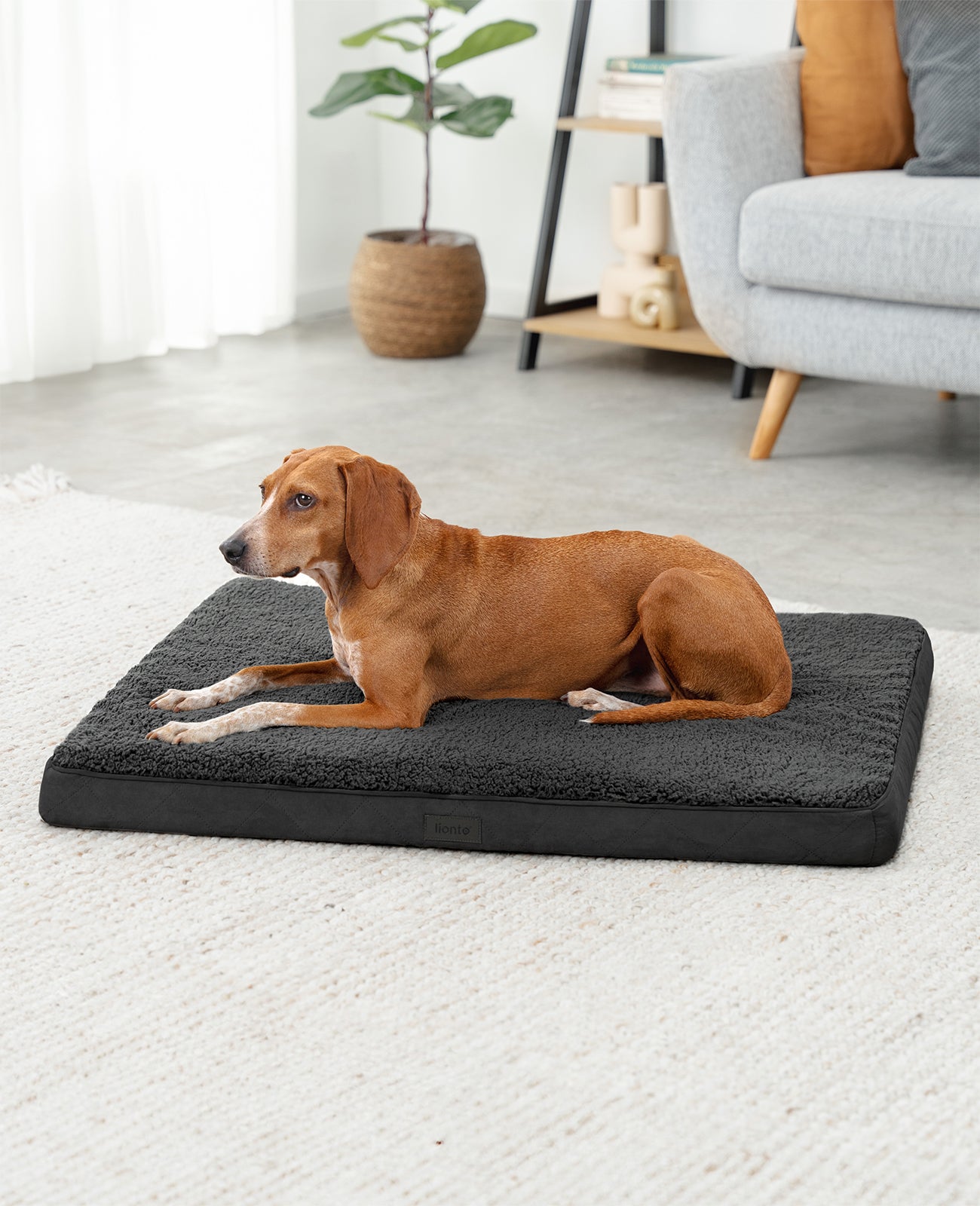 Lit orthopédique pour chien avec peluche