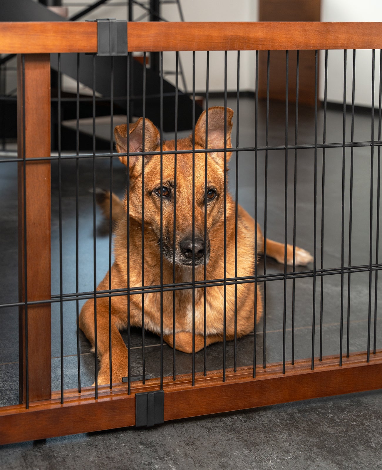 Hund liegt vor Absperrgitter im Haus