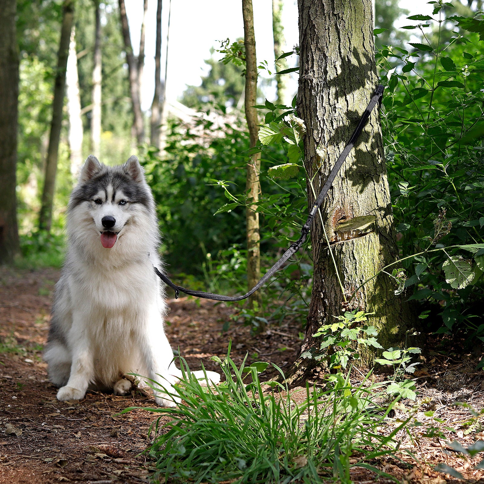 Husky wurde mit Hundeleine an Baum im Wald befestigt