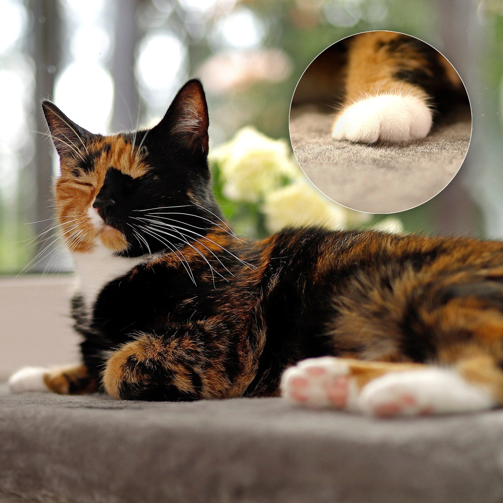 lionto Planche de repos pour rebord fenêtre couchette fenêtre chats couleurs diverses