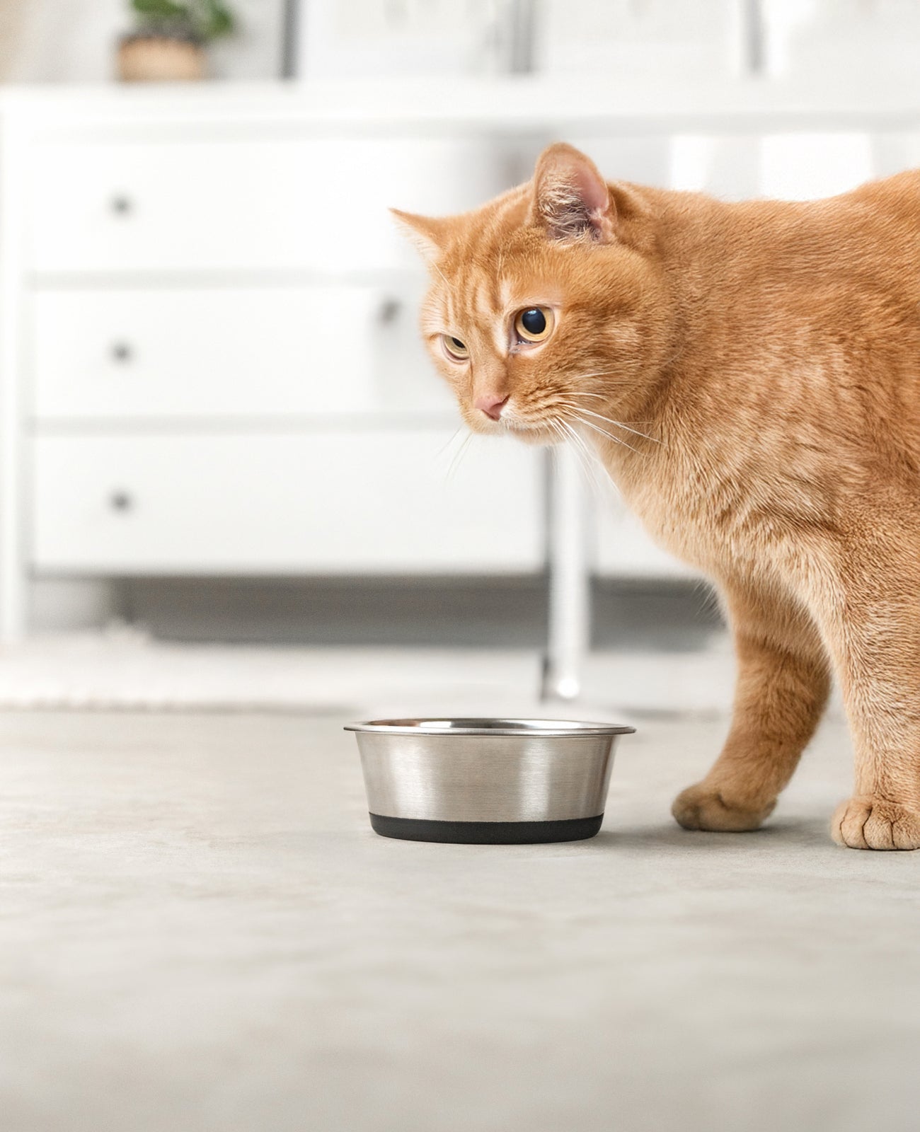 Katzennapf aus Edelstahl, rutschfest