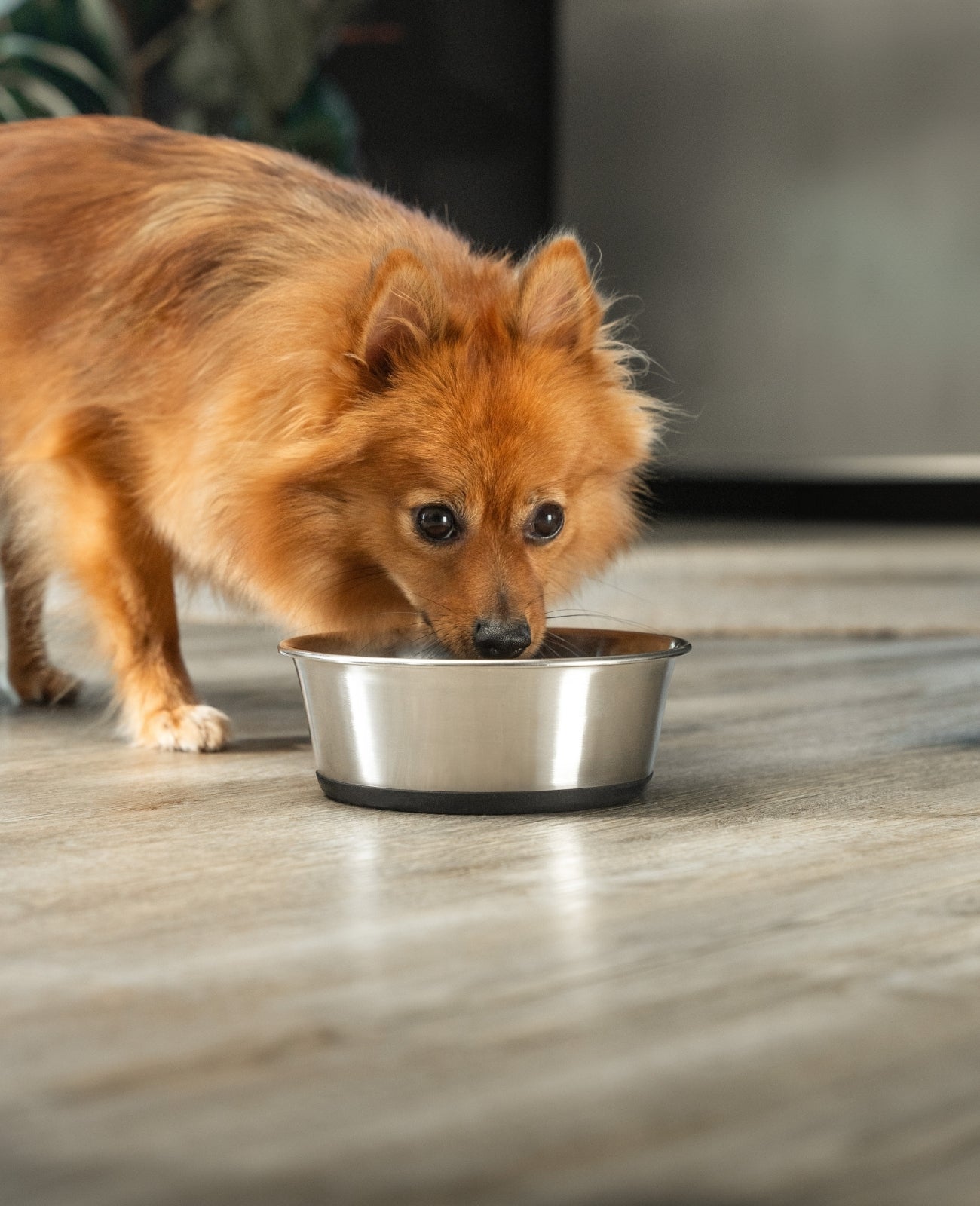 lionto Gamelle en inox, antidérapante, Bol à eau pour chien & chat