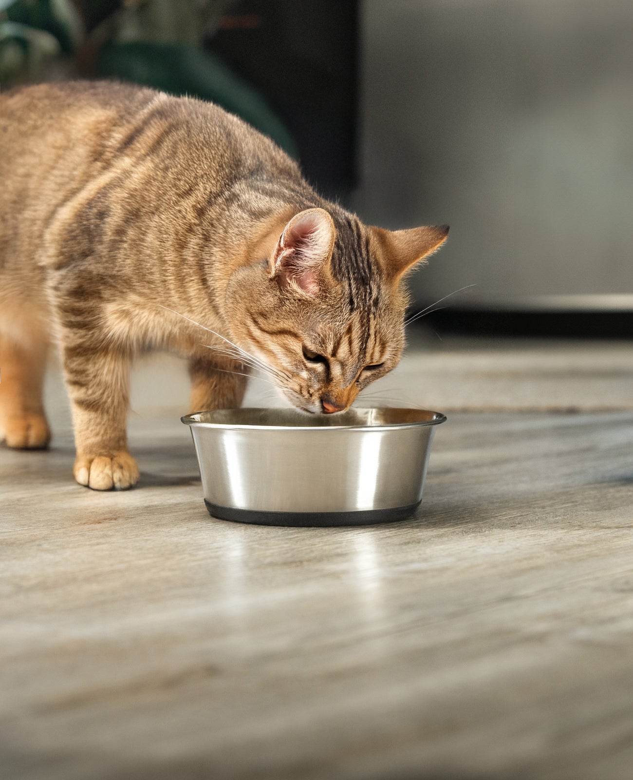 Gamelle pour chat en acier inoxydable, antidérapante